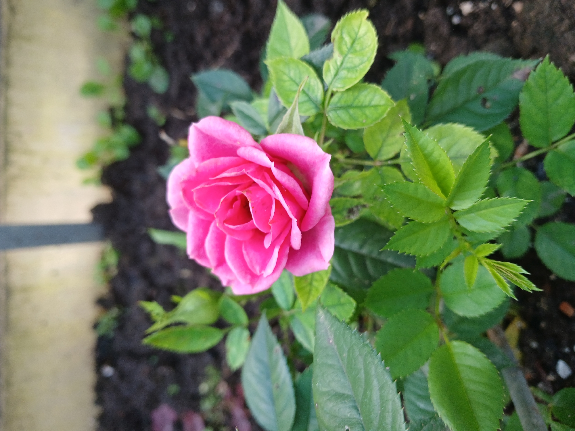 In Vasilyevo, Russia, a close-up, eye-level, vertical shot captures a vibrant pink rose in full bloom. The rose is centered and sharp, with its delicate petals unfurling. Surrounding the rose are numerous green leaves, some appearing darker and more mature, while others are lighter and show new growth. The background is blurred, but suggests dark soil with hints of green foliage, likely part of a garden bed. A light-colored, textured surface, possibly a wall or fence, is visible at the top, also out of focus. The lighting is even, highlighting the texture and color of the rose and its leaves. There are no people or animals present in the image.