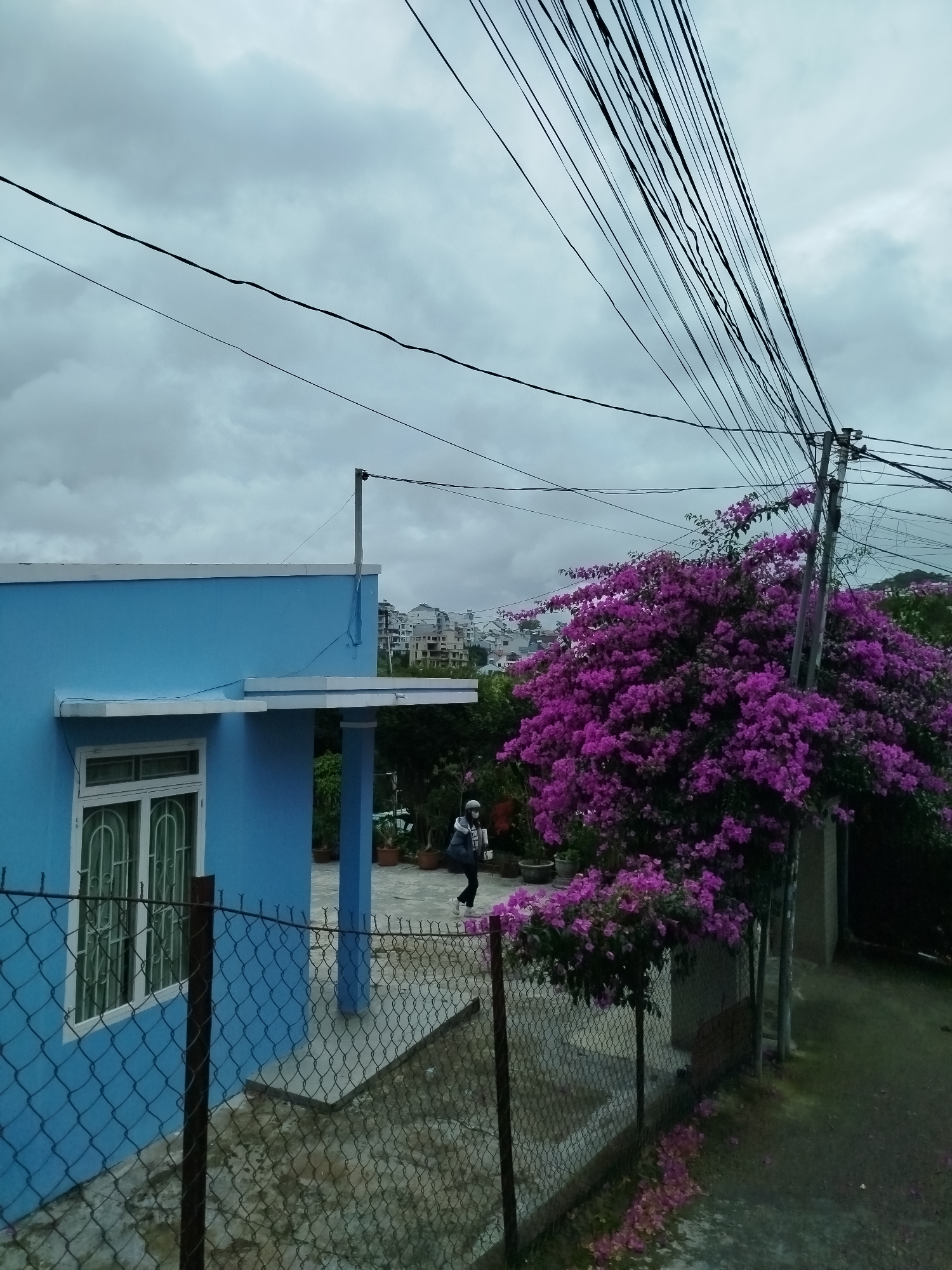 The image captures an outdoor scene in what appears to be a residential area in Da Lat, Vietnam, under a cloudy sky. The foreground features a chain-link fence with dark metal posts.
To the left, a bright blue single-story house with white window frames and decorative arched metal bars is prominently visible. The house has a white trim along its roofline and a white-topped porch overhang supported by a matching blue column. Behind the fence, on a paved surface near the house, a person is seen walking away from the camera. They are dressed in dark clothing, possibly a jacket and pants, and wear a light-colored helmet or hat.
On the right side of the frame, a large bougainvillea tree is heavily laden with vibrant pink and purple blossoms, almost obscuring a utility pole behind it. Numerous black electrical wires crisscross the overcast sky, originating from this pole and stretching across the upper portion of the image. Fallen purple blossoms are scattered on the ground near the fence and the tree.
In the mid-ground and background, more buildings are visible on distant hills, suggesting a town or city built into the landscape. Potted plants are also visible around the house and in the garden area. The weather is overcast, indicated by the uniformly gray, cloudy sky. No text is discernible in the image.