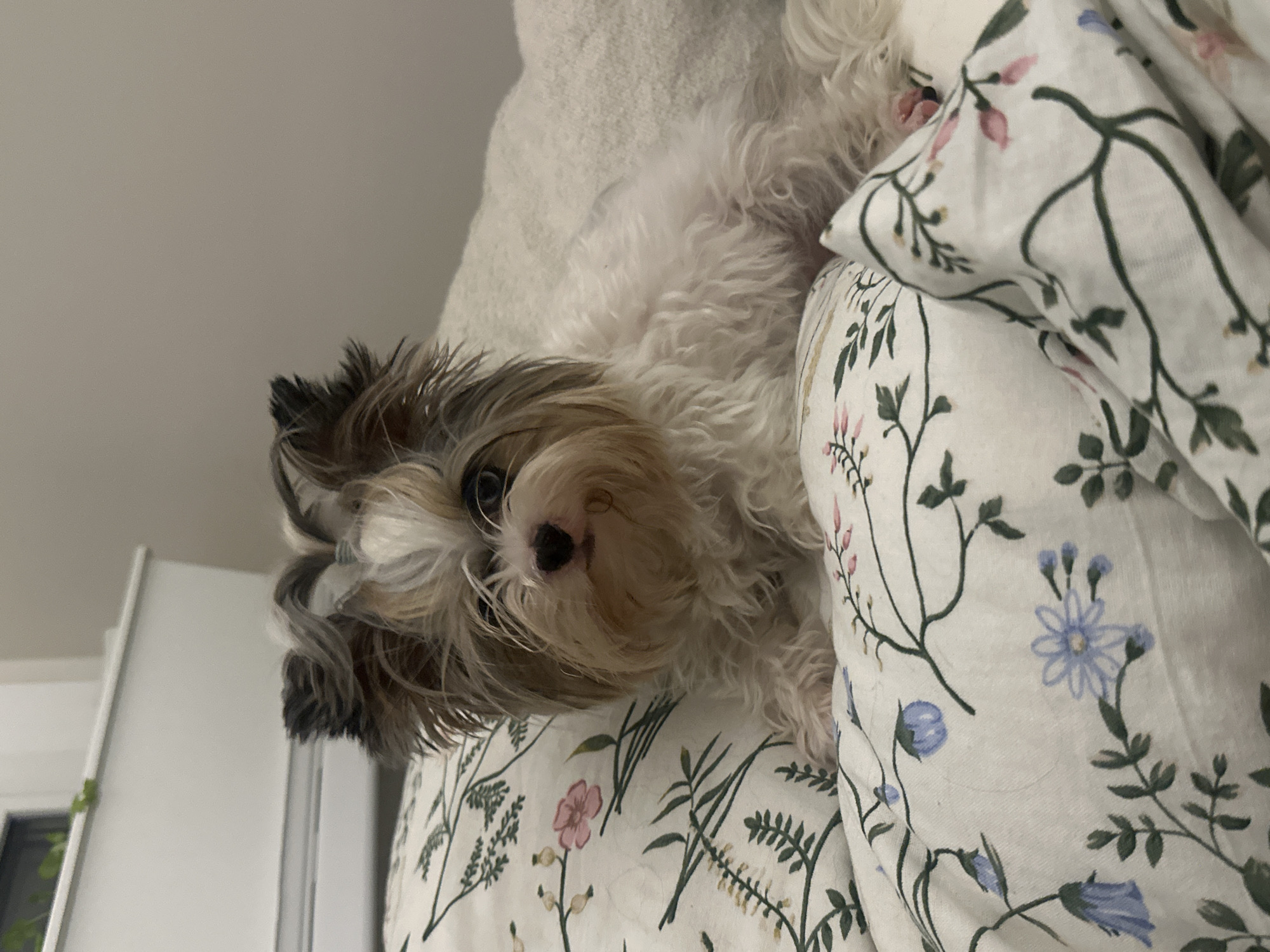 An indoor, vertically oriented close-up shot captures a small, fluffy dog resting comfortably on a bed. The dog, possibly a Shih Tzu or a similar breed, has a soft, multi-toned coat primarily of white, brown, and gray fur. Its head is positioned towards the left side of the frame, with its dark eyes looking directly at the camera and its small, black nose visible.
The dog is nestled on white bedding patterned with a delicate botanical design featuring green stems, leaves, and scattered blossoms in shades of light pink and blue. A soft, light-colored blanket or cushion is partially visible behind the dog's body, adding to the cozy atmosphere.
The background consists of a plain, light-colored wall occupying the upper and left portions of the image. A white cabinet or door is partially visible on the far left edge of the frame. The lighting is soft and even, characteristic of an indoor setting. The dog appears calm and relaxed, conveying a sense of peacefulness. There is no visible text within the image. The scene takes place indoors in Moscow, Russia.