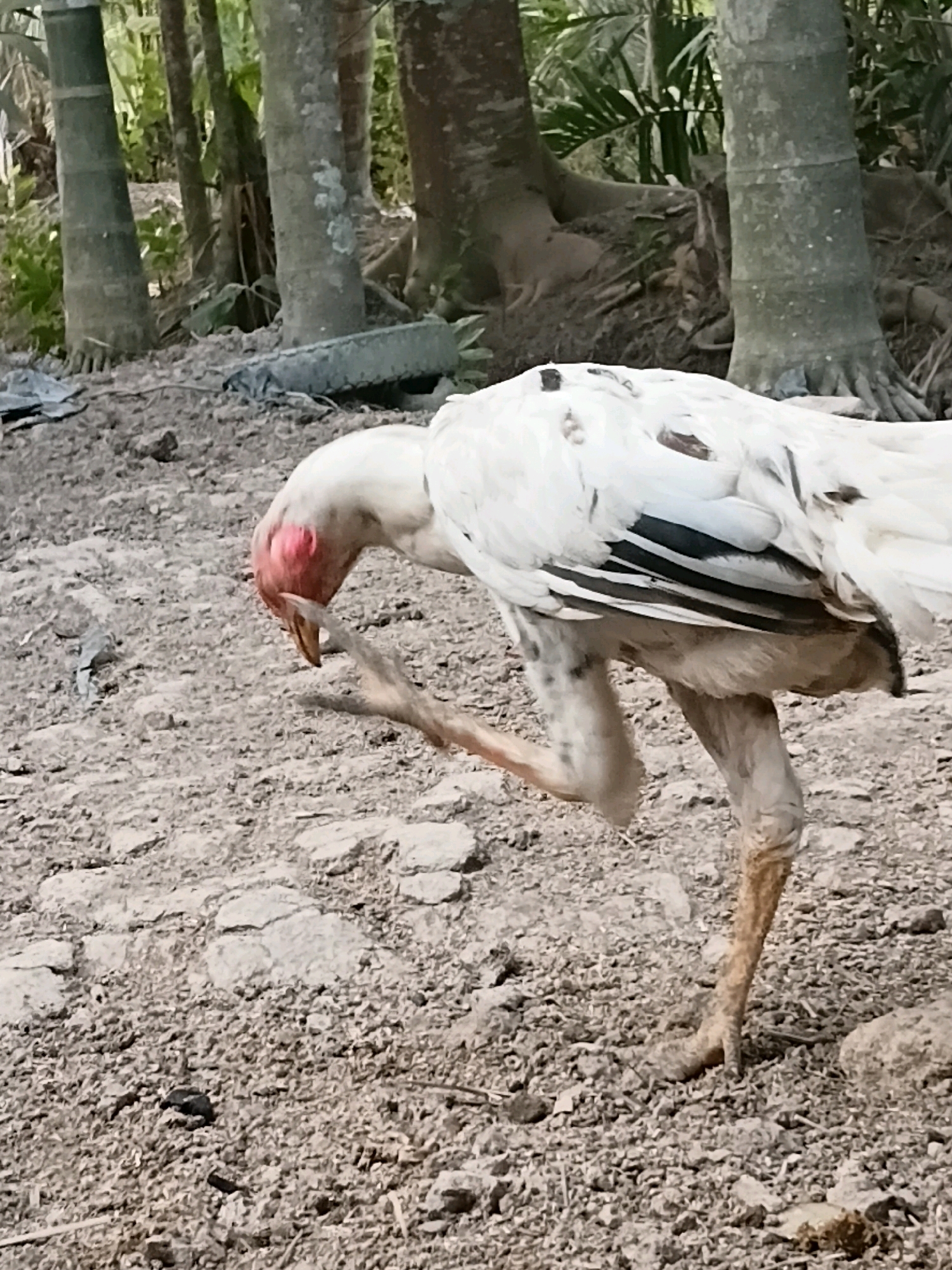 A white chicken with black markings on its wings is standing on a dirt ground in a yard with trees and foliage in the background. The chicken is bending down and appears to be scratching itself with its leg. The ground is covered with small stones and dirt. There is a black object resembling a tire fragment in the middle left of the image. The scene is likely outdoors in a rural or semi-rural setting.