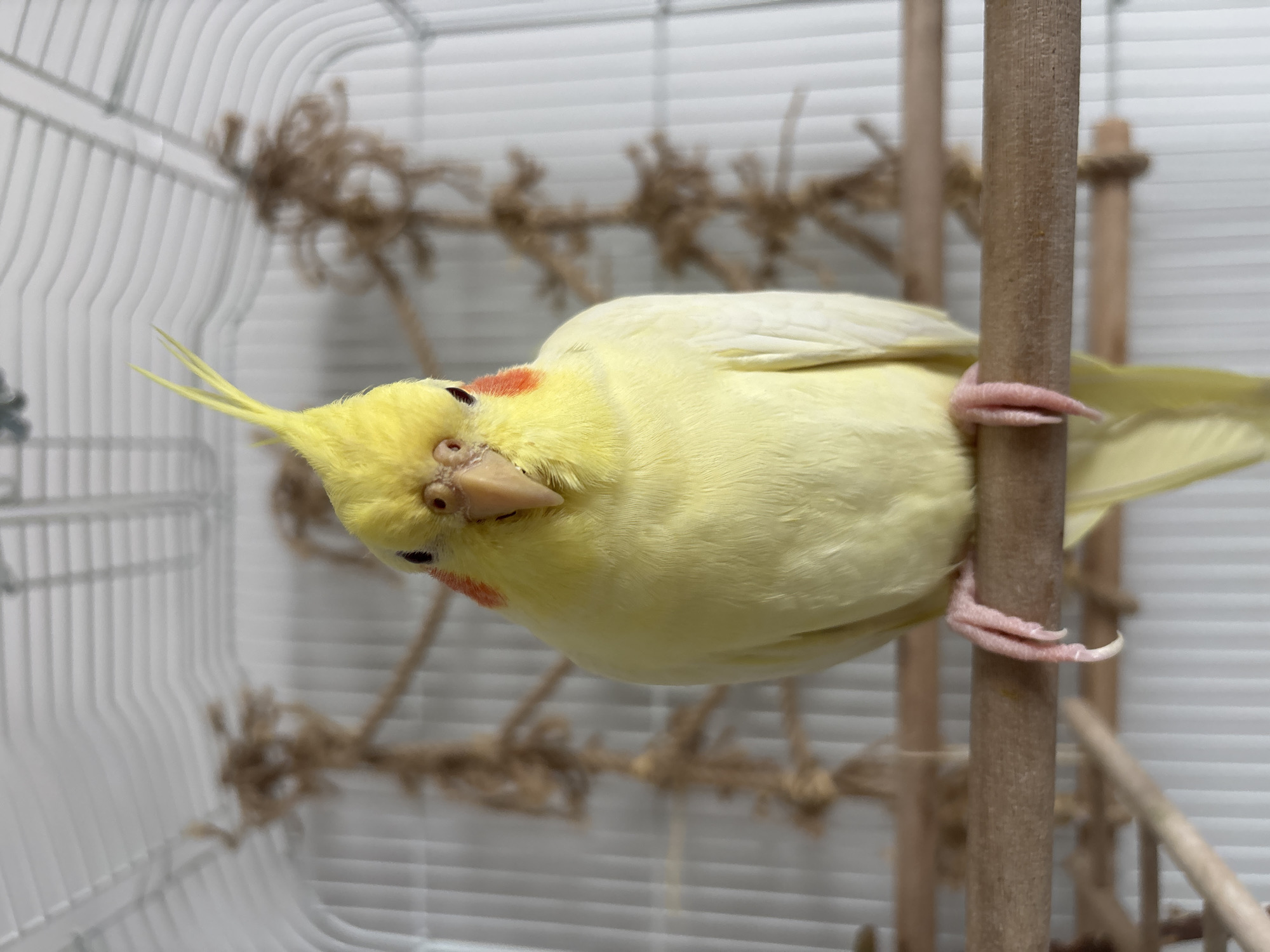 A yellow cockatiel with red cheek patches is perched sideways on a wooden dowel inside a birdcage. The cage has white bars. Behind the bird, a rope perch and wooden dowel structure are visible inside the cage. A white, slatted window covering is in the background. The image provides no information about the location in Krasnoyarsk, Russia.