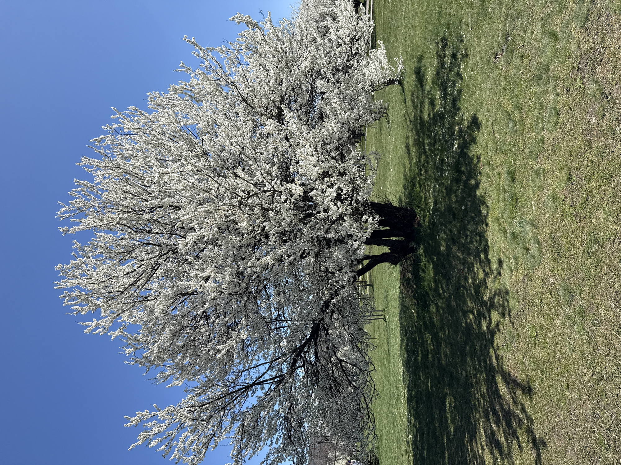 The image shows a tree with white blossoms in full bloom, casting a shadow on a grassy area. The sky is clear and blue. The photo appears to be taken outdoors on a sunny day. Details about the location in Sofia, Bulgaria cannot be determined from the image.