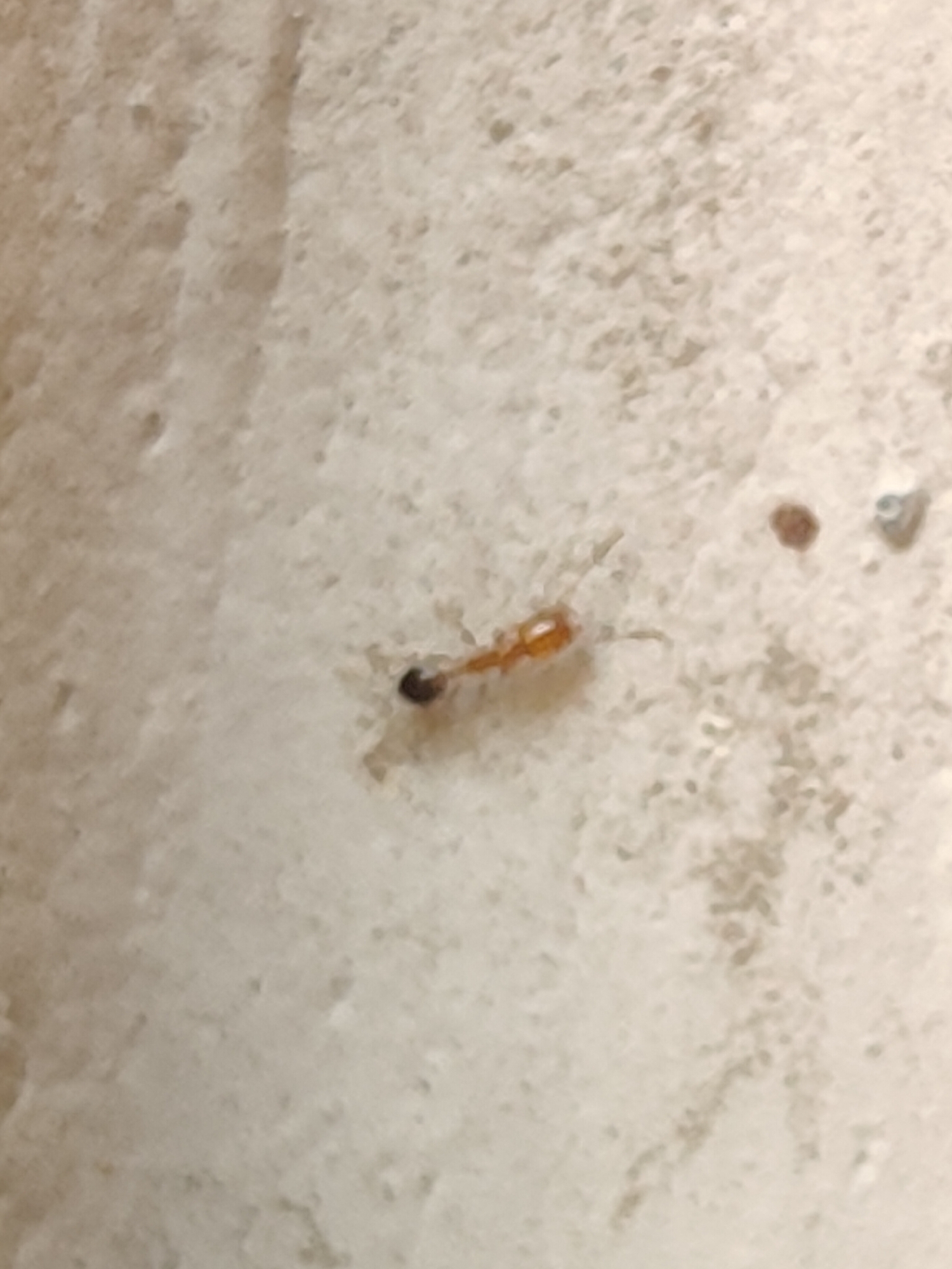 A small, orange-bodied insect with a dark head is centered in the frame, resting on a textured, off-white surface. The surface appears to be a wall or a similar textured material, with subtle variations in tone and small indentations. In the upper right quadrant of the image, there are two small, darker specks on the surface. No people or other animals are visible. The environment is indoors. The image was taken in Gurgaon, India.