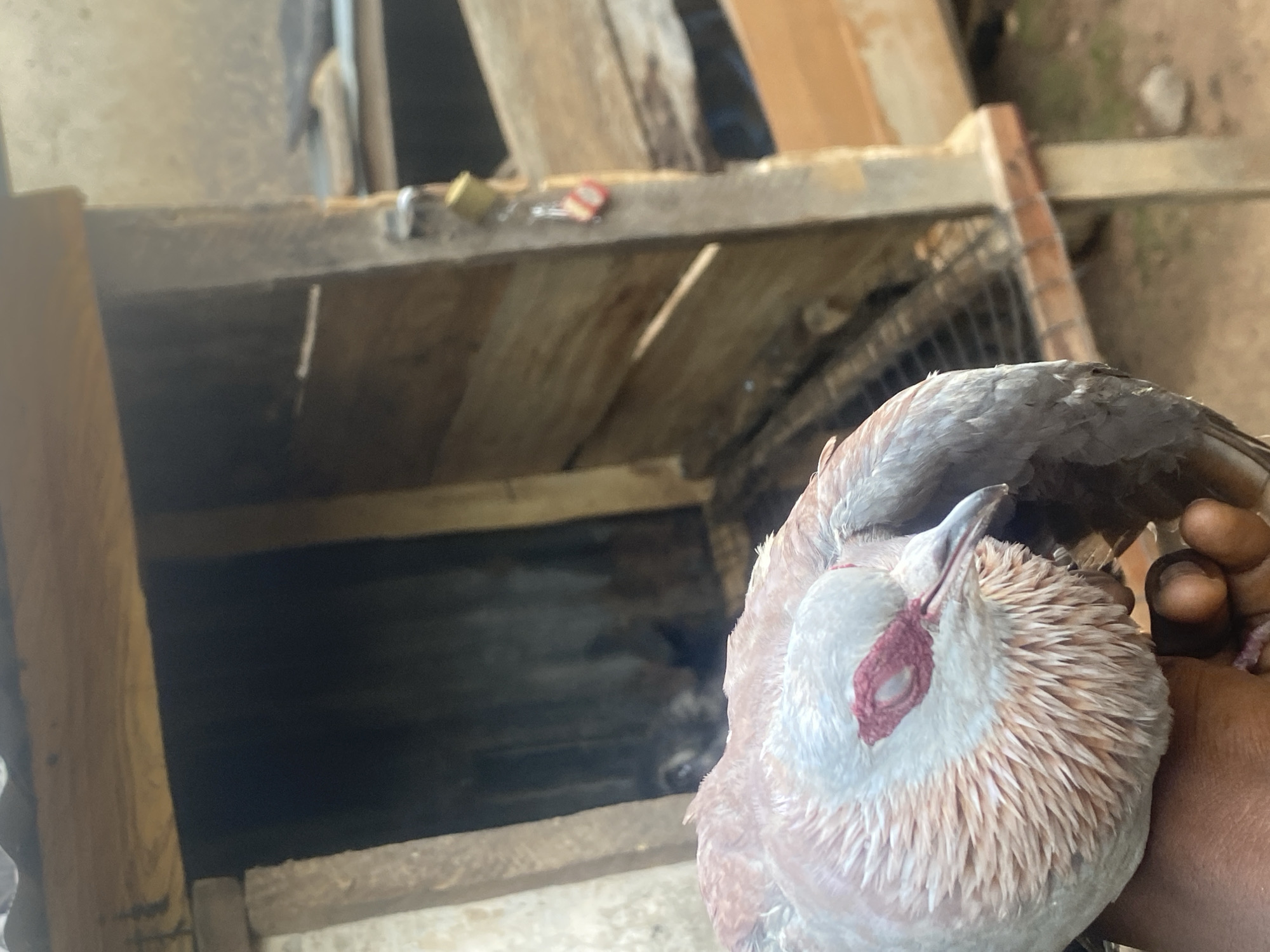 A close-up shot shows a bird being held, likely in Bukuru, Nigeria. The bird has light tan and white plumage with a reddish-pink area around the eye. Part of a wooden structure is visible in the background, with other objects and materials obscured. The holder's dark skin is also visible. The scene appears to be taken outdoors.