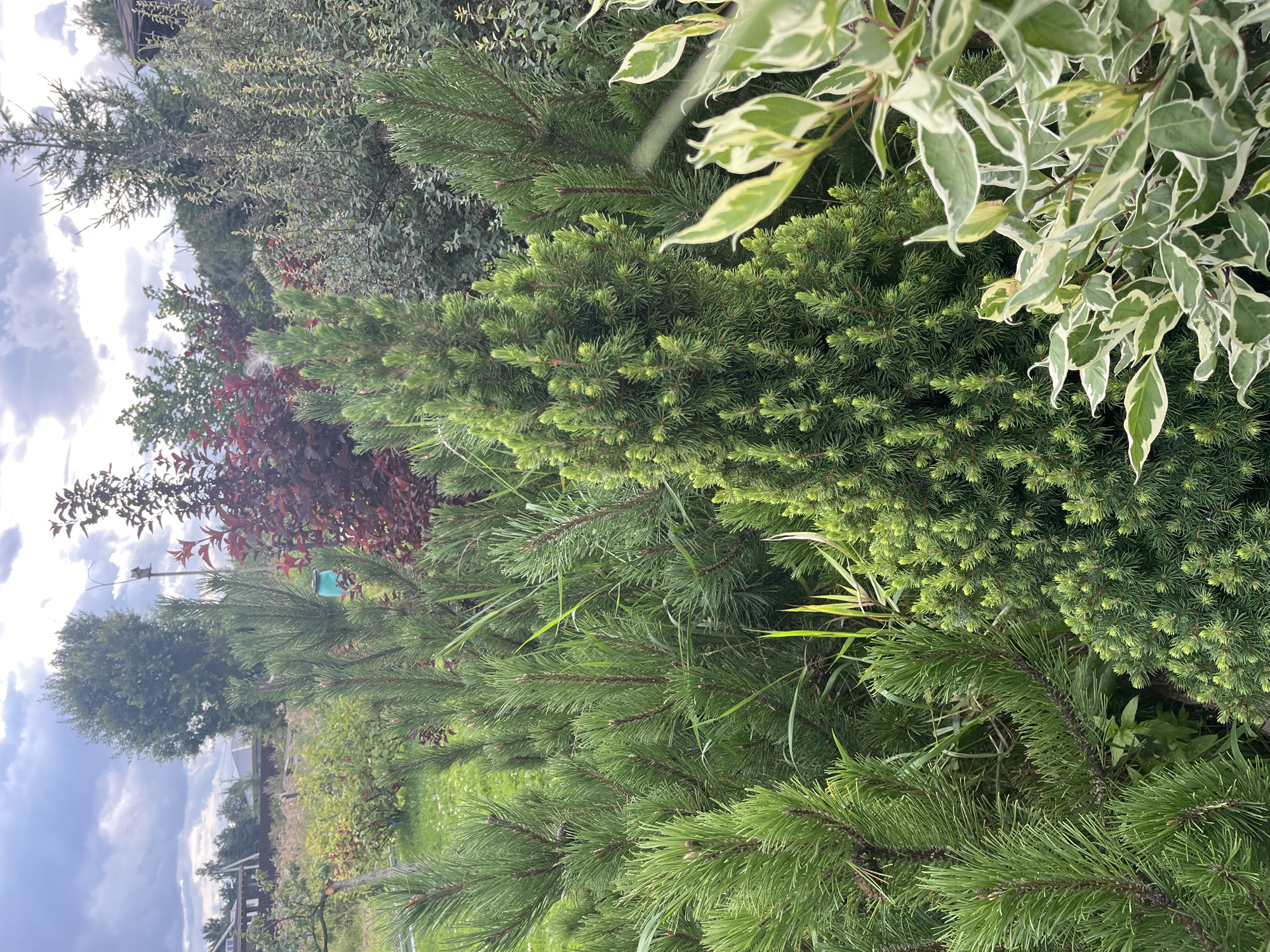 In Vladimirovka, Russia, a lush garden scene unfolds under a cloudy sky. The foreground is dominated by various evergreen plants. A small, conical evergreen, likely a dwarf conifer, stands prominently in the center, its dense foliage a vibrant green. To its left and right are branches of pine trees, their needles sharp and clustered. Interspersed between these are blades of tall, slender grass, adding a touch of wildness to the cultivated landscape. In the lower right corner, a variegated shrub with broad, creamy-edged green leaves offers a striking contrast to the surrounding evergreens. The background reveals a more distant view of the garden, with red-leafed trees and other greenery creating a layered effect. Further back, a glimpse of a wooden building with a dark roof suggests a residential area, with telephone wires and a birdhouse on a pole indicating human presence. The overall impression is one of a well-maintained, naturalistic garden, likely a private property in a rural or suburban setting.