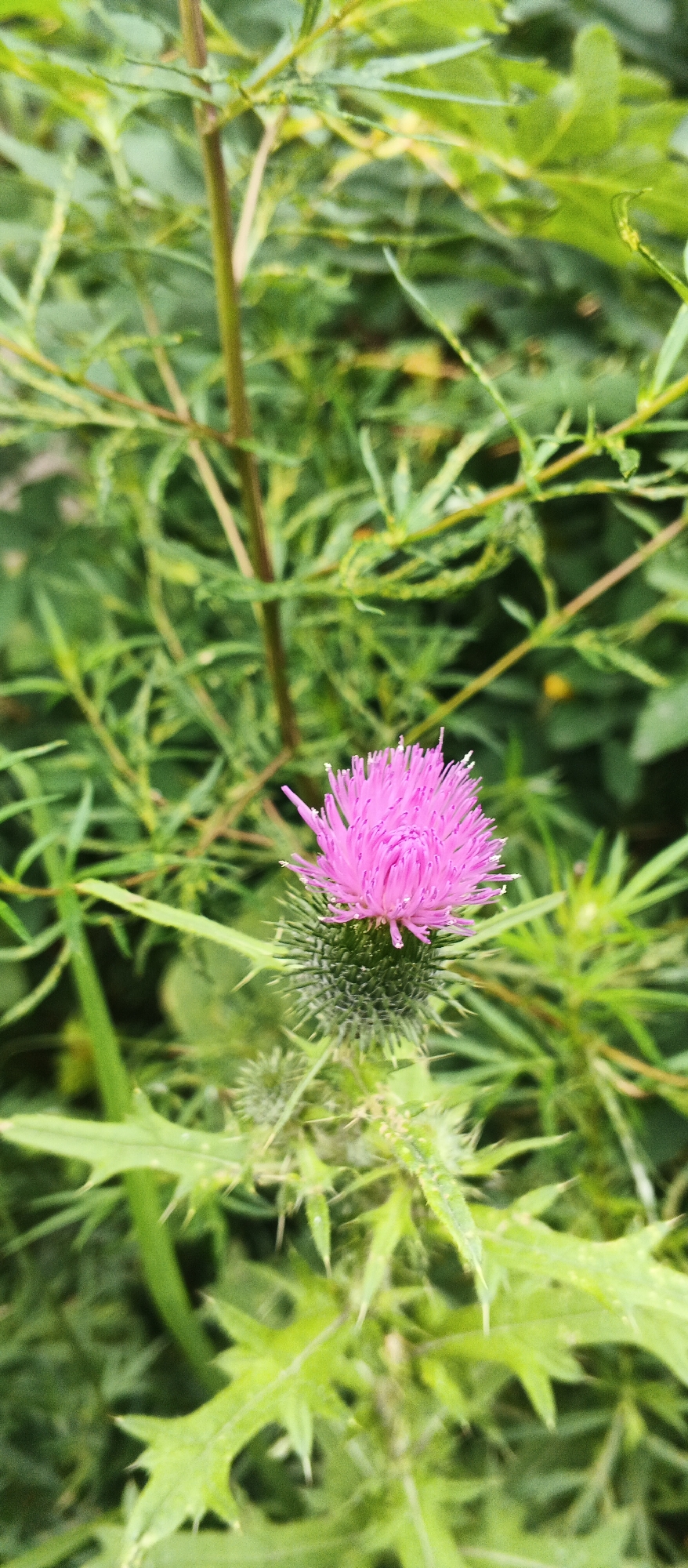 The image shows a close-up of a pink thistle flower in bloom, surrounded by green foliage. The flower has a spiky, purple-pink blossom and a green, thorny bud. The background is a blur of green leaves and stems, suggesting a natural, outdoor setting. The image does not contain any people, and no specific location in Izhevsk, Russia, can be identified from the visual information.