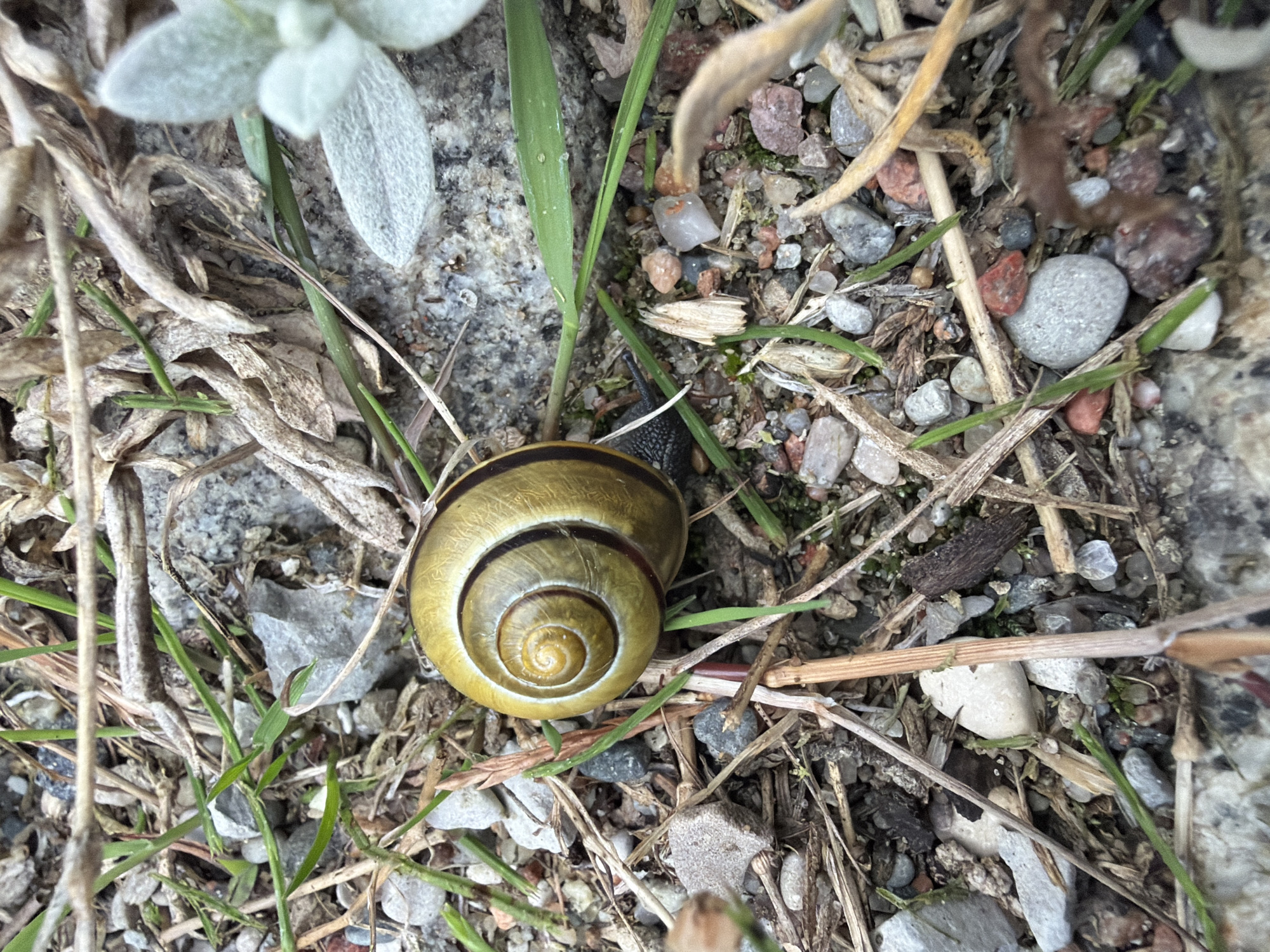 A snail is pictured on the ground. The snail is in the center of the image and its shell is a golden yellow color with dark brown spiral markings. The snail itself is black and appears to be moving forward. The ground is covered with small pebbles, dry grass, and leaves. There is also some green grass growing amongst the debris. The scene appears to be outdoors in a natural setting.
