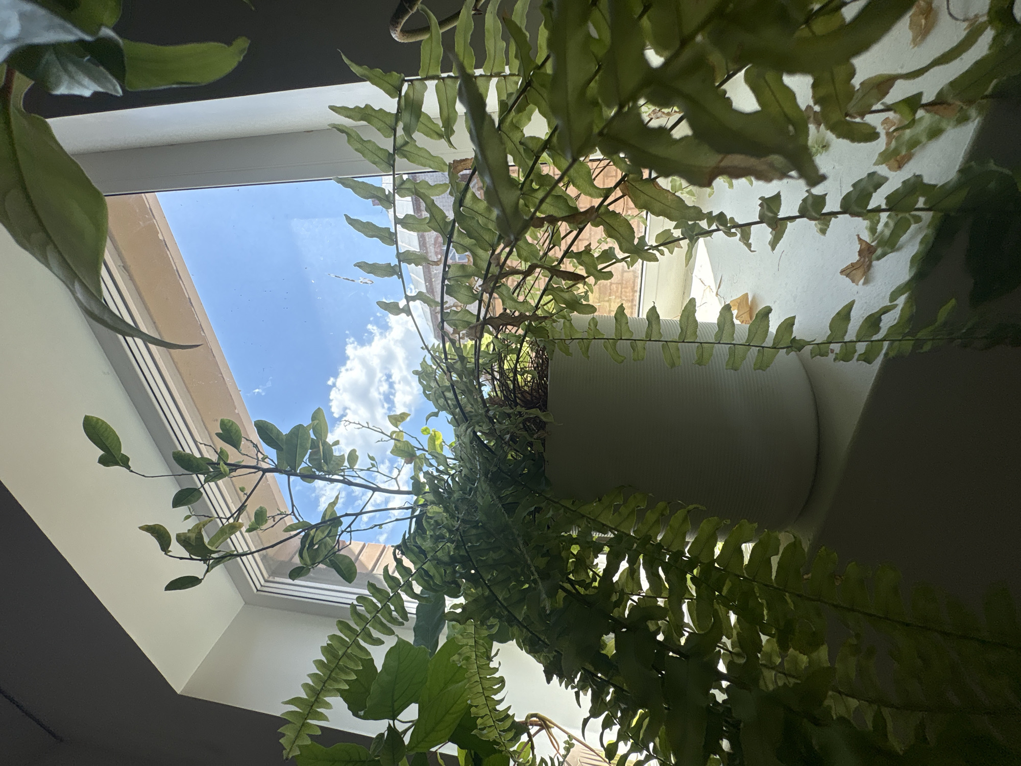 A low-angle shot shows a plant in a white pot sitting on a window sill with a view of the sky. The plant has a mix of ferns and leafy branches, with some brown leaves visible. The sky is bright blue with fluffy white clouds. The window frame is white, and parts of the room are visible, including a dark gray wall. The location is indoors with natural light coming through the window.