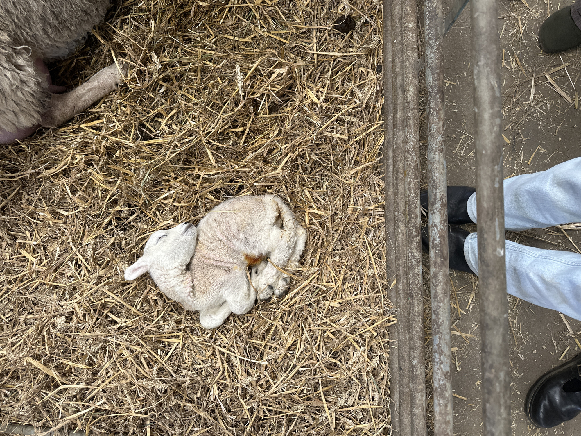 An overhead shot depicts a lamb curled up on a bed of straw inside a pen in Sevenoaks, UK. A section of the pen's metal bars is visible on the right side. Partially visible near the top-left corner is another sheep. The feet and legs of a person wearing blue jeans and black shoes are also visible on the right side of the image, standing outside the pen. The pen appears to be indoors or in a covered space.