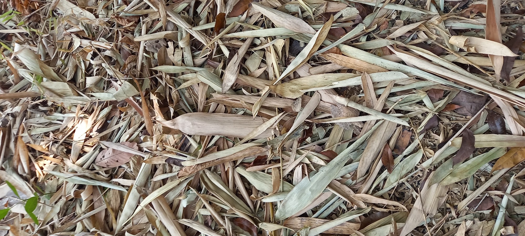 This is a top-down, eye-level, medium shot image of a ground covered in a thick layer of dry, fallen bamboo leaves. The leaves vary in color from pale tan and light green to darker brown, and are spread unevenly across the surface. Some leaves are curled and brittle, while others lie relatively flat. Scattered among the leaves are small twigs and dirt. In the center of the image, a single, larger piece of dried bamboo stalk, lighter in color than the leaves, is visible. The scene appears to be outdoors, likely on the ground in a natural or semi-natural environment. The lighting suggests it is daytime, with some areas appearing brighter due to sunlight filtering through. This scene is consistent with a dry, shaded area where bamboo plants are prevalent, possibly in Sidamulya, Indonesia, given the context. There are no people or animals depicted in the image.
