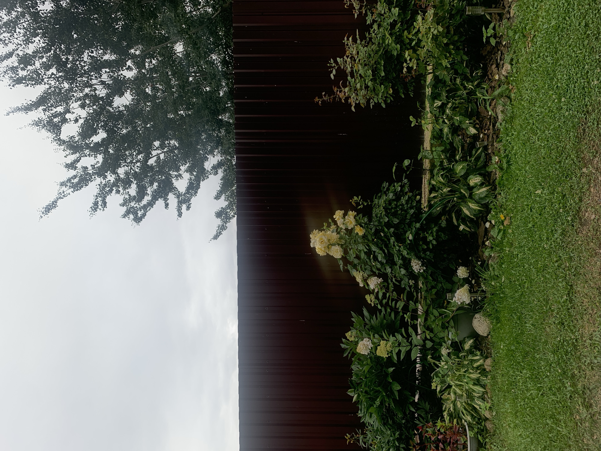 The image depicts a backyard garden scene under an overcast sky. A dark brown corrugated metal fence runs horizontally across the middle ground. In front of the fence, a variety of plants and flowers are visible. On the left, there are lush green bushes and some variegated foliage plants. Towards the center, a rose bush with pale yellow flowers is prominent, with a hint of sunlight catching its blooms. To the right of the rose bush, there are smaller green bushes and plants. The foreground is a well-maintained green lawn. In the background, a large tree with dark green foliage extends from the top right corner towards the fence. The overall impression is a peaceful, private garden space. This scene is located in Minsk, Belarus. There are no people or animals visible in the image. The image appears to have been taken during daylight hours, but the cloudy conditions suggest it might be a slightly gloomy day.