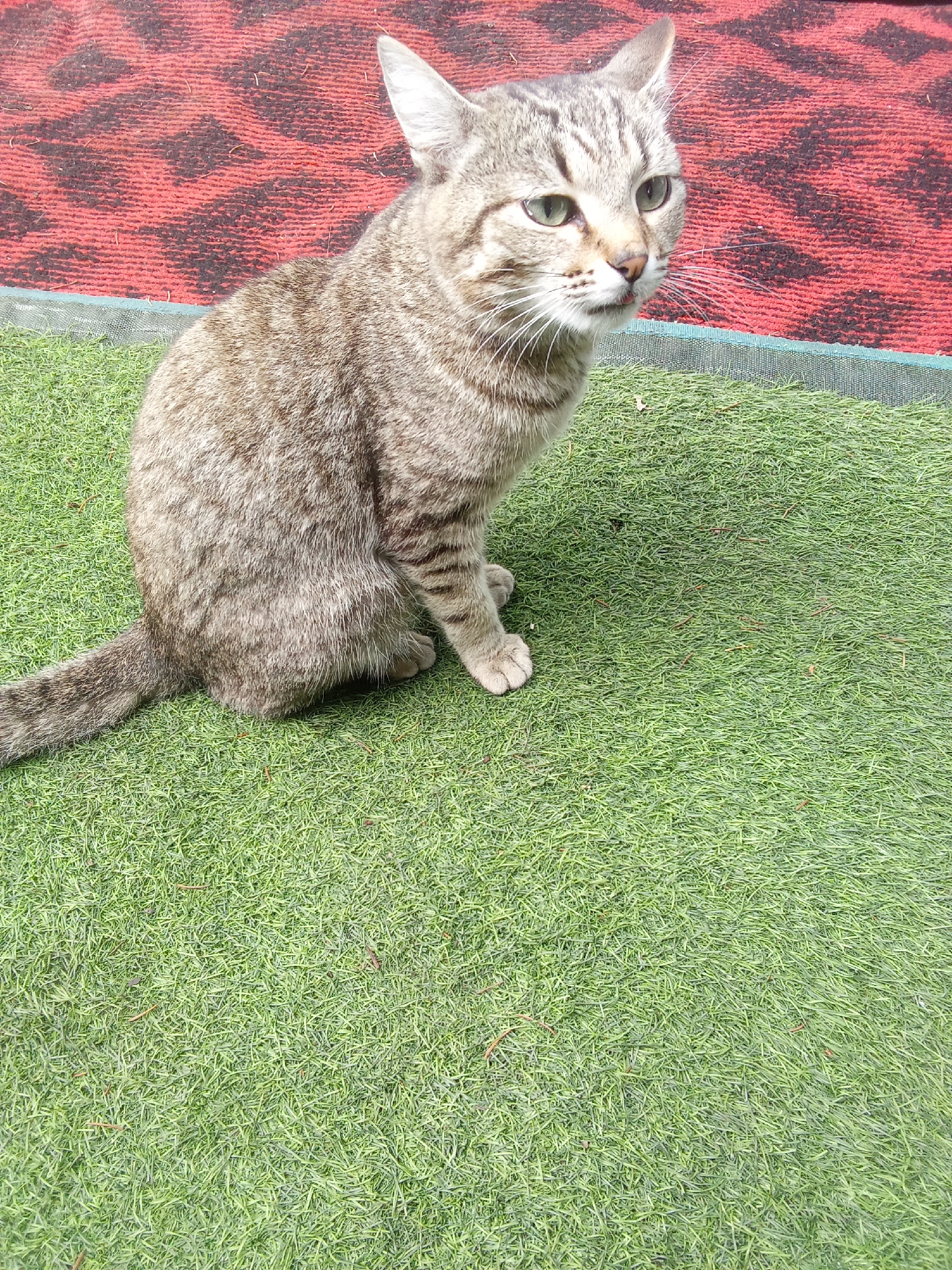 A tabby cat is sitting on artificial grass. The cat is facing to the right of the frame, with its head turned to look slightly upward. Its fur is a mix of gray and brown with darker tabby markings. The cat has green eyes and white whiskers. Behind the cat, on the left side of the frame, is a red rug with a dark pattern. The artificial grass extends across the majority of the image. There is a thin green border along the bottom edge of the red rug, separating it from the grass. The scene appears to be outdoors, possibly in a yard or patio area. The location in the city of Altai, Kazakhstan is not discernible from the image itself.