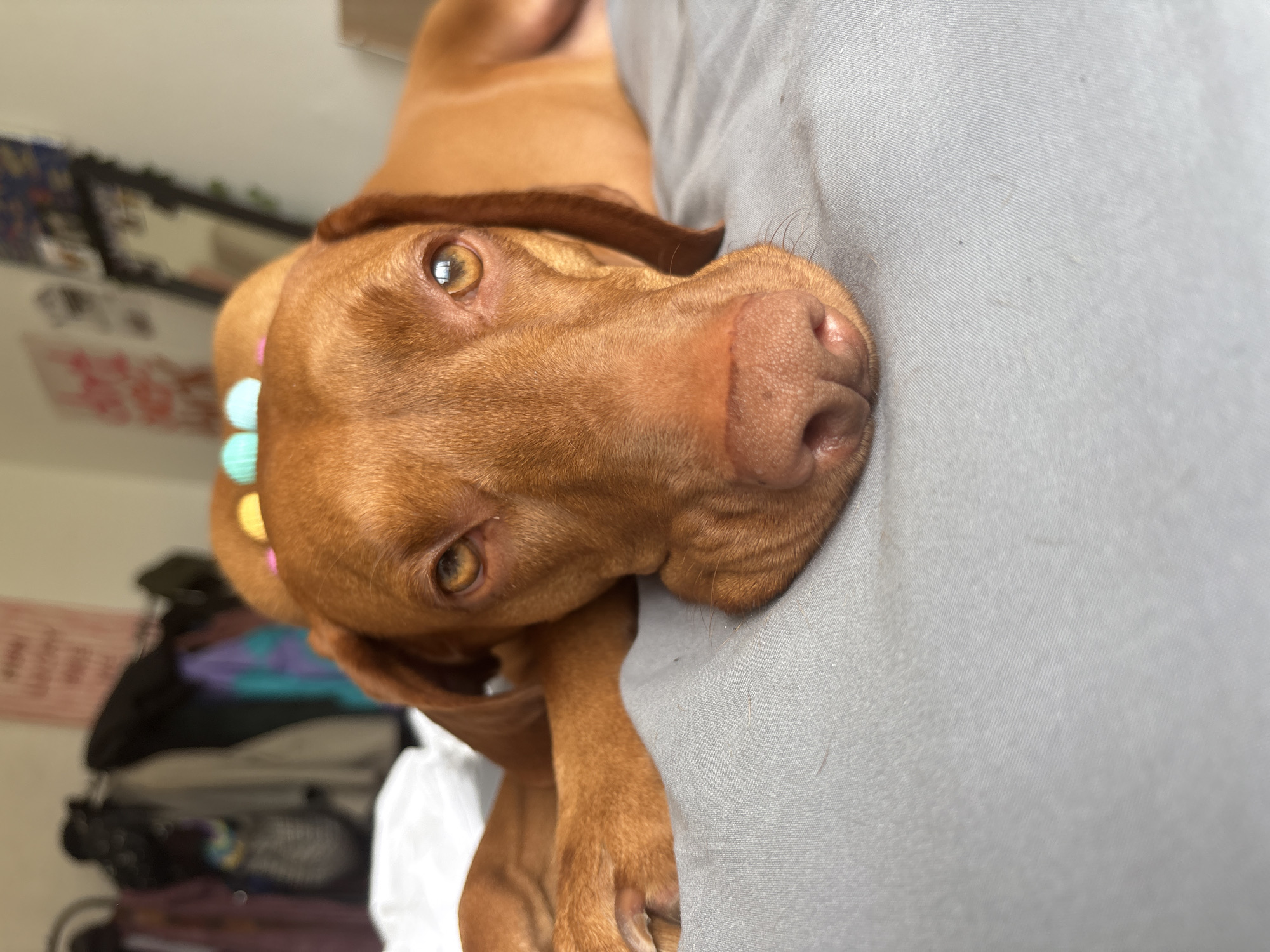 A close-up, eye-level shot captures a reddish-brown dog, likely a Vizsla, lying on its side on a light grey fabric surface, which appears to be a bed or pillow. The dog's head is tilted slightly, and its amber eyes are fixed directly on the viewer, conveying an attentive and calm expression. Its nose is a soft pinkish-brown, and delicate whiskers are visible around its muzzle.
A colorful accessory, featuring light blue, pink, and yellow spherical or pom-pom-like elements, is visible around the dog's neck or near its head. Its short, smooth coat is a rich, warm brown. One of its front paws is resting gently on the grey fabric.
The background is softly blurred, indicating an indoor setting. Visible in the unfocused background are elements of a room: a dark-framed mirror on a wall and a collection of what appear to be clothes or fabric items in various colors (including blue, purple, and white) piled or stacked. The lighting is soft and ambient, suggesting an indoor environment without indicating a specific time of day. No text is visible within the image. The media file does not contain any visual cues to confirm the location context of Sofia, Bulgaria.