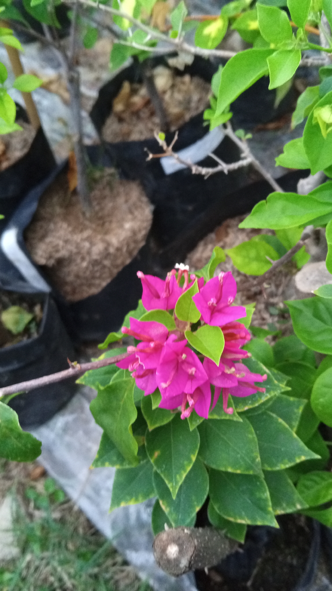 A cluster of bright pink bougainvillea flowers with green leaves is in focus in the foreground of the image. The flowers are small and trumpet-shaped, with delicate pink petals and dark pink stamens. The leaves are oval and pointed, with a slightly waxy texture. The bougainvillea is growing in a black plastic pot. In the background, there are more plants and black plastic bags filled with soil. The ground is covered in grass and dirt. The scene appears to be outdoors, possibly in a garden or nursery. The image does not provide specific details about the location within Uteunreutoh, Indonesia, beyond it being a natural outdoor setting. There are no people or animals present in the image.