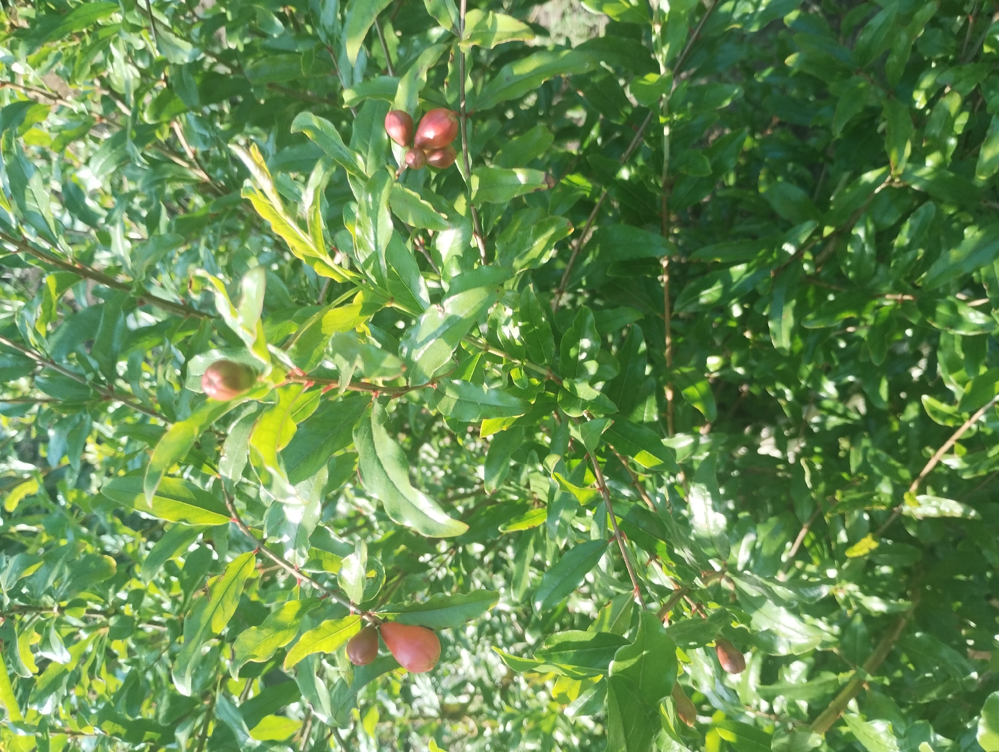 The image shows a close-up view of a pomegranate tree with developing fruits and leaves. The tree is heavily foliaged with vibrant green leaves, some of which are catching the sunlight, creating bright highlights. Several small, reddish-brown pomegranate fruits are visible, attached to thin branches. One fruit, in the lower left quadrant, appears slightly larger and more elongated than the others, with a distinct red hue. Another cluster of three smaller, rounder fruits is visible in the upper right quadrant. The background is a blur of more green foliage and dappled sunlight, suggesting an outdoor environment. The scene is natural and appears to be a snapshot of the tree in its growth stage. The image does not contain any people or indications of human activity. It is not possible to determine the specific location in the city of Sumy, Ukraine, based solely on this image.