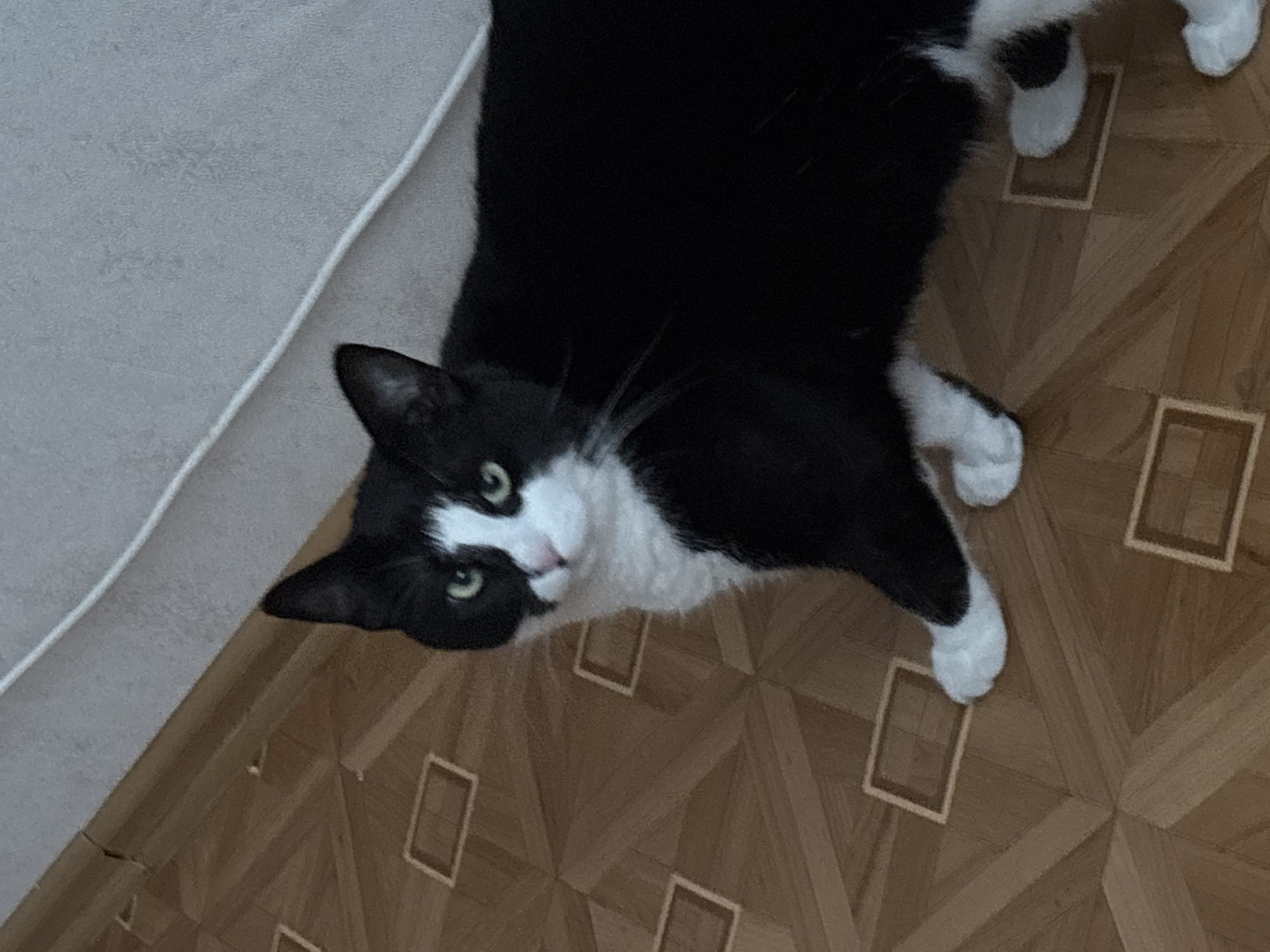 A black and white cat is standing on a parquet floor in an indoor setting. The cat is facing left, with its head turned towards the camera. It has green eyes and white fur on its chest and paws. The floor is made of wooden planks arranged in a geometric pattern. A white cord runs along the wall in the background, which appears to be textured. There is no identifiable signage or landmarks to indicate a specific location in Saint Petersburg, Russia.