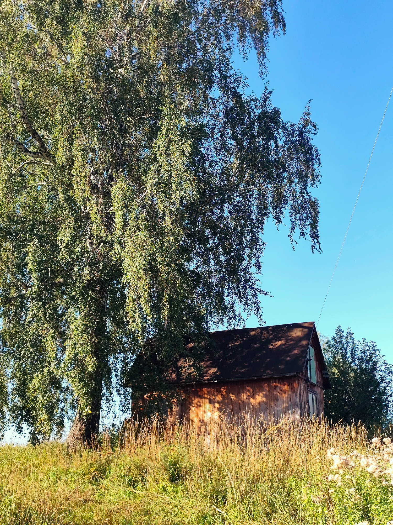 The image depicts a rural scene in the city of Barlaksky, Russia, under a clear blue sky. Dominating the left side of the frame is a large birch tree with dense green foliage, its trunk thick and textured. To the right of the tree, partially obscured by its branches, stands a rustic wooden building with a dark, sloped roof. The building appears to be a barn or a small house, with wooden siding that shows signs of age and weathering. The foreground is filled with tall, dry grass and some white, fluffy seed heads of wild plants, suggesting an autumnal or late summer setting. Sunlight casts dappled shadows on the building and the surrounding vegetation, indicating a bright day. The overall impression is one of natural tranquility and rustic simplicity.