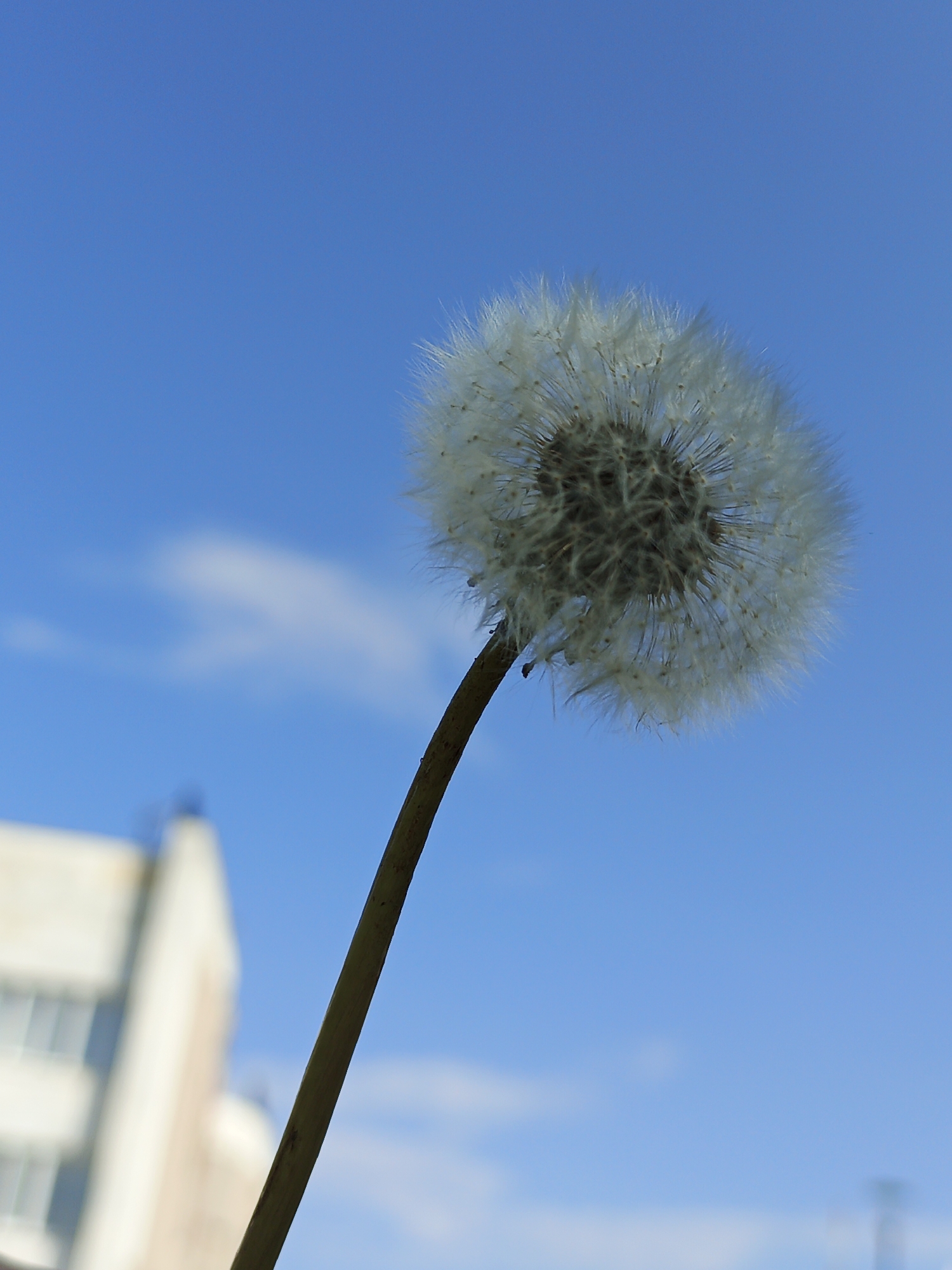 A dandelion seed head, its feathery parachute-like seeds in full dispersion, is captured in sharp focus against a clear, bright blue sky. The seed head is positioned on the right side of the frame, angled slightly downwards. A thin, brown stem extends from the bottom of the seed head, diagonally crossing the frame towards the lower left. In the blurred background, on the left side of the image, a section of a light-colored building with visible windows is discernible. The scene is likely outdoors, possibly in a park or urban area, given the presence of the building. The weather appears to be clear and sunny, with only a faint wisp of a cloud in the sky. The image does not contain any people or animals. No specific location in Zlatoust, Russia can be identified from the visual information alone.