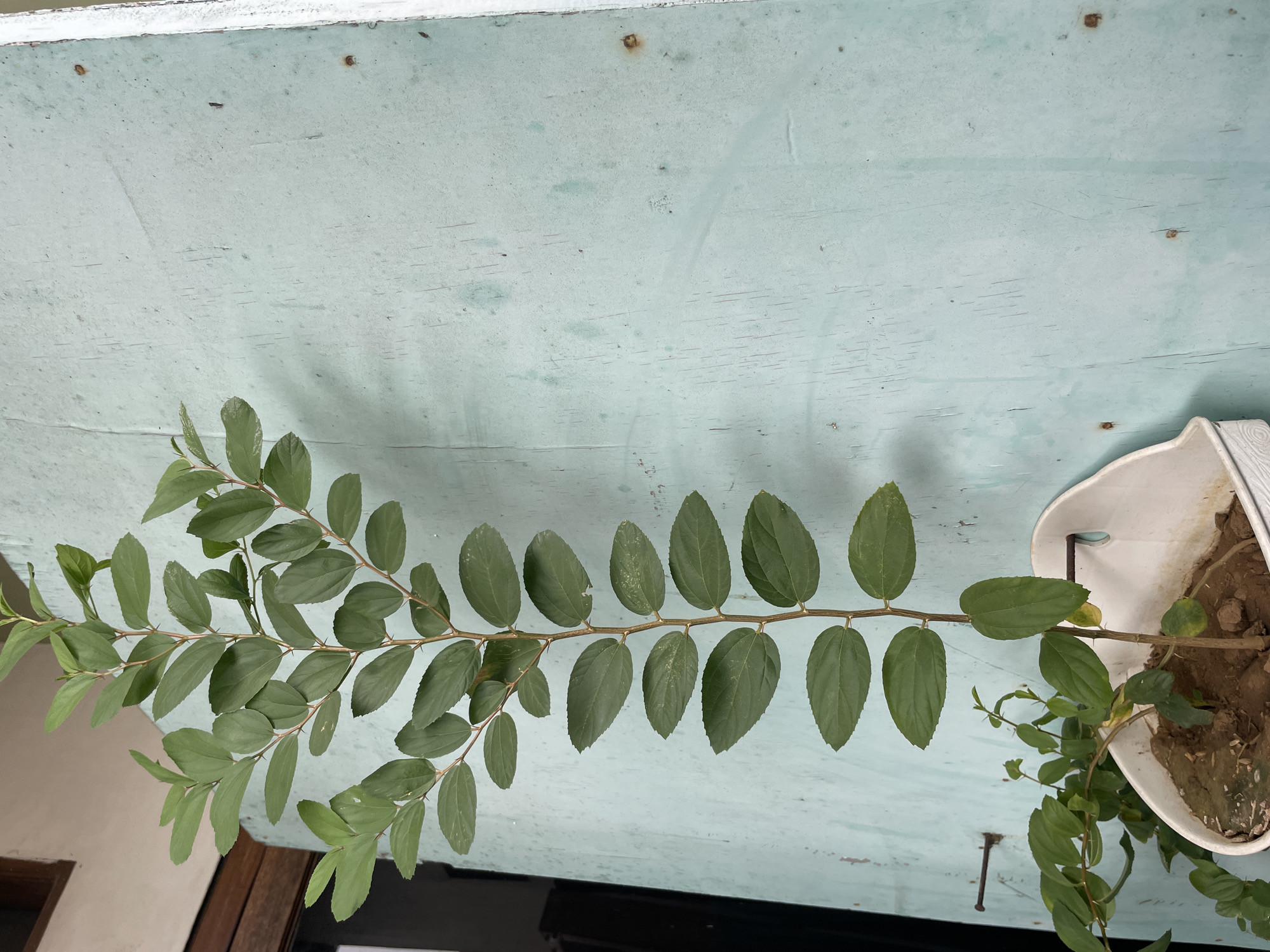 A close-up, vertical, eye-level shot shows a young, leafy plant with thin, brown branches growing out of a white planter pot. The plant is positioned to the left of the frame, against a light teal-colored wall with visible texture and scattered nail heads. The leaves are oval-shaped and green, with some appearing slightly pale. The main stem of the plant extends upwards and to the right, with smaller branches and leaves also visible at the bottom left. The lighting suggests an outdoor environment, likely during the daytime, casting subtle shadows on the wall. The scene depicts a domestic setting within the city of Pekalongan, Indonesia, possibly a residential wall or an exterior building surface.