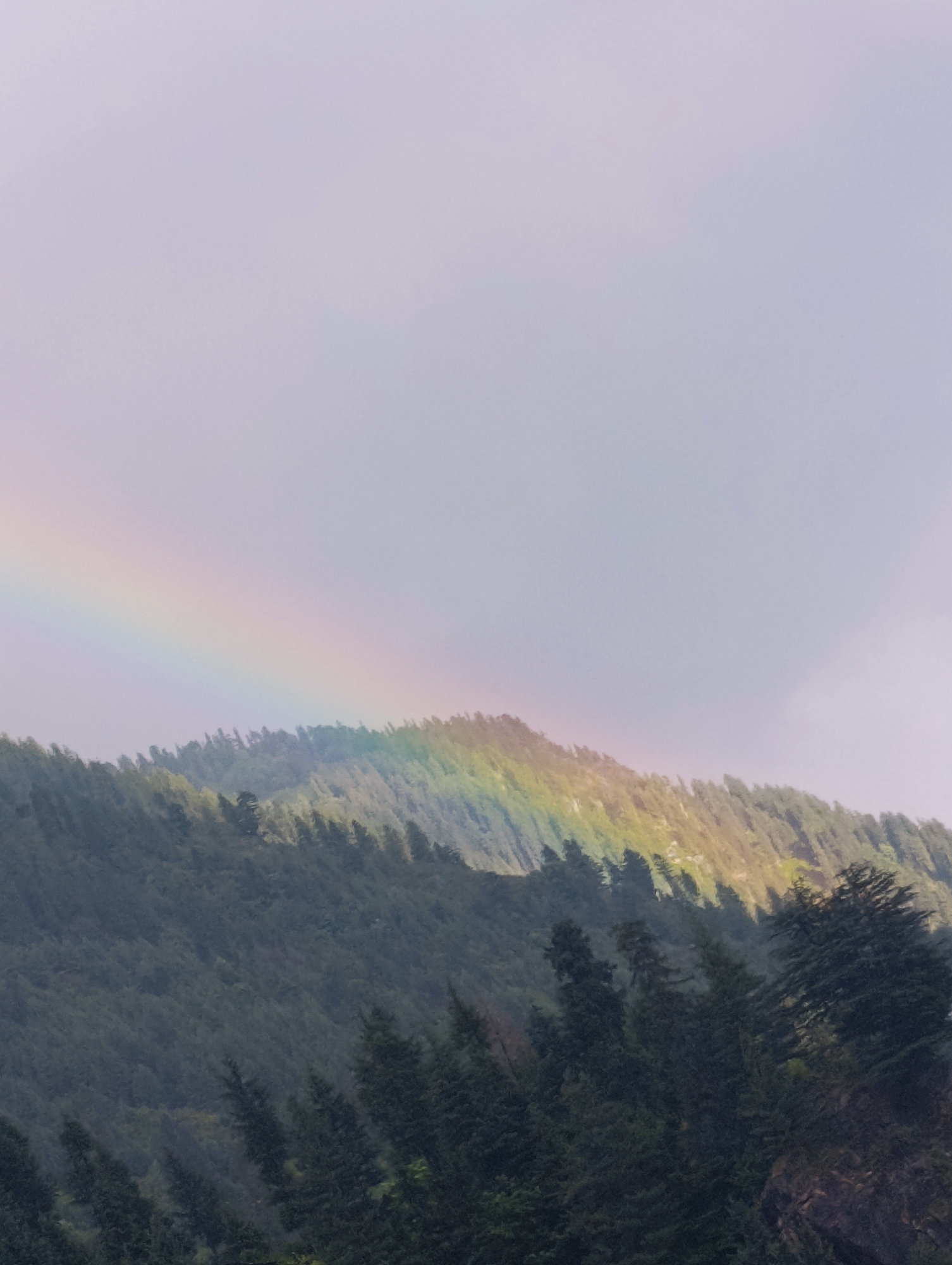 A partial rainbow arcs across a muted sky above a dense, tree-covered mountainside. The mountain slopes are covered in dark green coniferous trees, their tops appearing jagged against the sky. The rainbow displays pastel hues of yellow, green, pink, and purple, illuminating a section of the mountain's ridge. The foreground shows the darker silhouettes of trees. The image is taken from a low angle, looking up towards the rainbow and the mountain. The environment appears natural and undeveloped, with no signs of human infrastructure or activity.