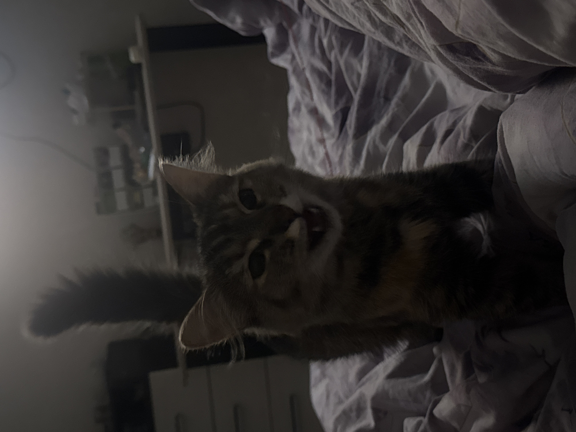 In a dimly lit bedroom, a fluffy tabby cat stands on a bed with rumpled purple bedding. The cat is facing the camera, its mouth slightly open as if meowing or yawning. Its tail is held high and appears bushy. In the background, a desk with various objects and a drawer unit are visible, suggesting a domestic setting. The overall lighting creates a somewhat shadowy and intimate atmosphere. This scene is likely within a residential apartment or house.