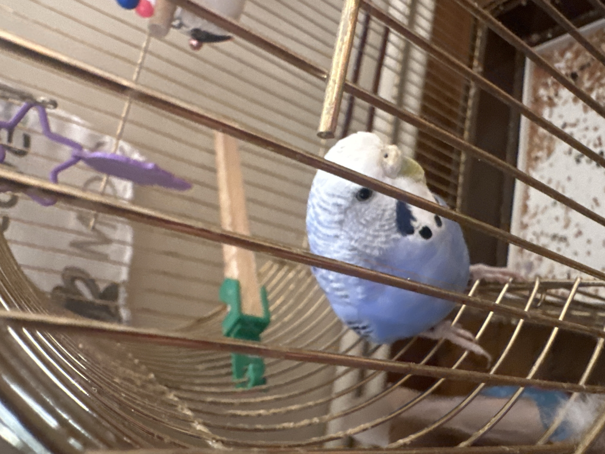 A close-up, slightly blurry, indoor shot shows a light blue budgie inside a brass birdcage. The budgie is mostly facing left, with its head turned towards the viewer, revealing its black eye and pale yellow beak. Its body is predominantly light blue with darker blue markings on its cheeks and neck. Behind the budgie, visible through the cage bars, are a wooden perch with green clips and a white background with some faint dark lettering. In the upper right corner, a purple toy with multiple perches hangs from the cage ceiling. The cage floor is visible at the bottom, with some scattered debris. The lighting is uneven, with bright highlights on the cage bars.