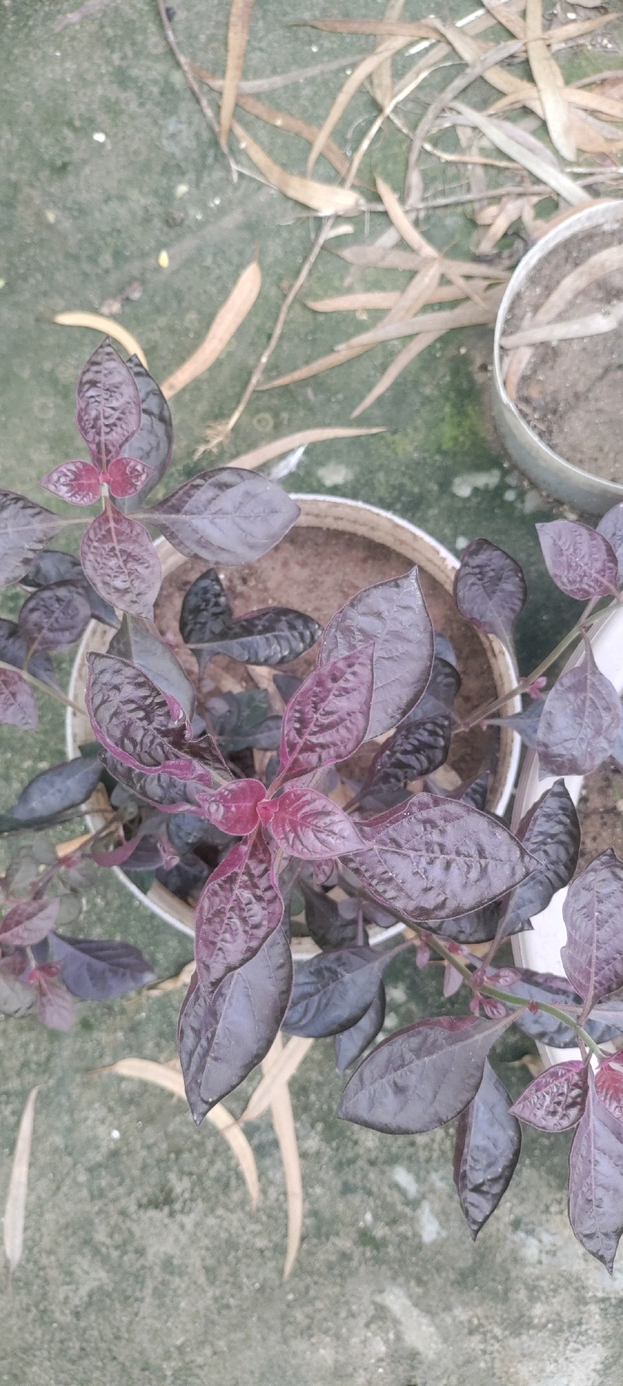 The image shows a potted plant with dark purple leaves. The plant is in a white pot filled with soil. The pot is placed on a green, textured surface that appears to be concrete or pavement. There are dry, brown leaves scattered around the pot and on the surface. In the background, another white pot is visible, also containing soil. The scene is outdoors. The location is identified as the Metropolitan Corporation Rawalpindi, Pakistan.