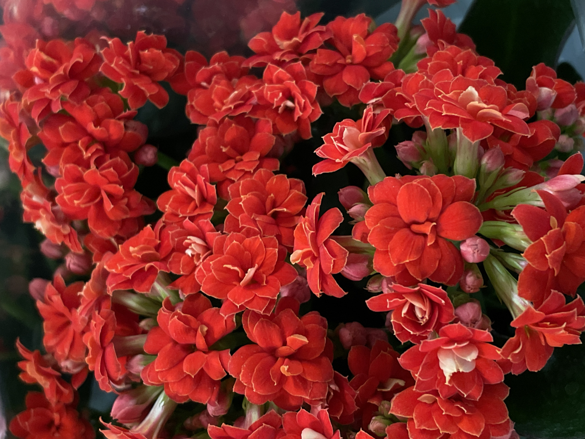 The image is a close-up, macro photograph of a cluster of vibrant red Kalanchoe flowers. The flowers are tightly packed, with many small, double-petaled blooms. Some of the petals have a delicate yellow or orange edging. The background is a dark, out-of-focus green, suggesting a natural setting or a carefully arranged display. The lighting highlights the texture and saturation of the red petals, creating a rich and vivid visual. There are no people or animals visible in the image. This image does not provide any information about the city of Siegburg, Germany.