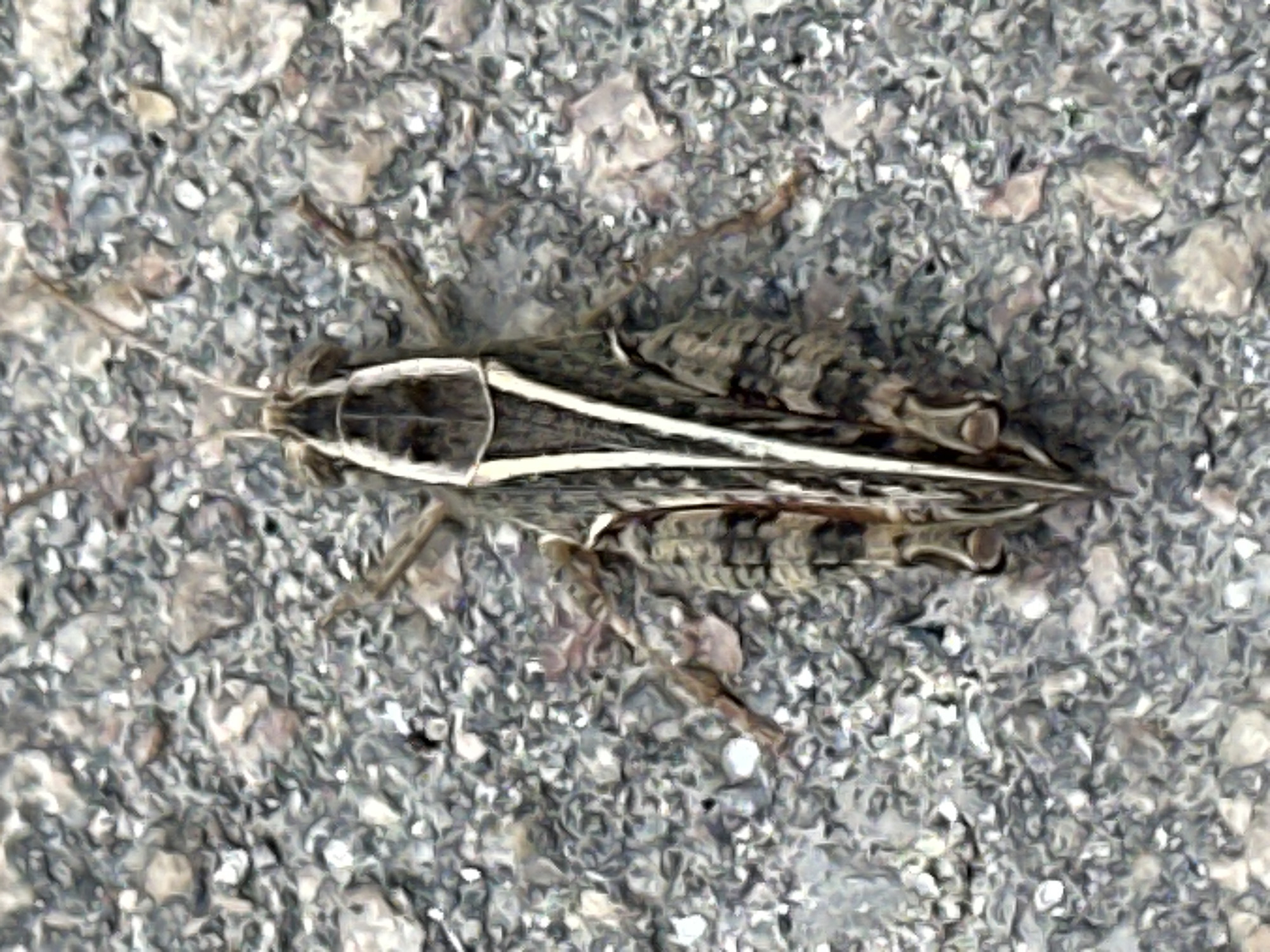 The image is a close-up, overhead shot of a grasshopper resting on a gravely surface. The grasshopper is facing upwards, with its body oriented vertically. It has a brown and tan coloration with distinctive white stripes running down its back and head. Its antennae are clearly visible, extending forward. The background is composed of small, irregularly shaped gray and brown stones, creating a rough texture. There are no discernible human presence or activity, nor any landmarks or specific environmental features that would indicate a particular location within the city of Luhansk, Ukraine. The scene is static and focuses solely on the insect and its immediate surroundings.