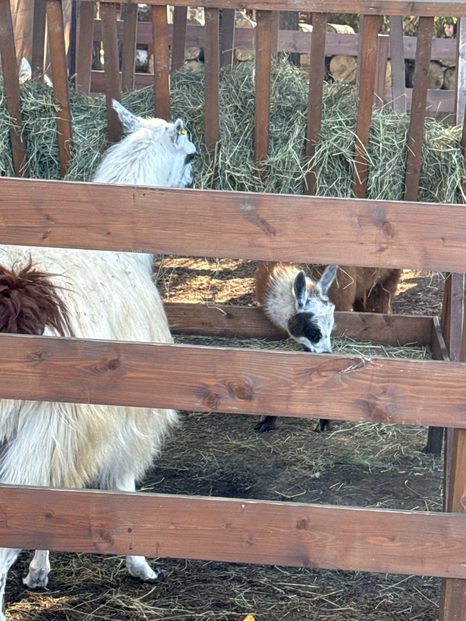 In Okhtinskiy Park, Russia, two llamas are visible within a wooden enclosure filled with hay. A large white llama with a brown patch on its back is positioned on the left side of the frame, facing away from the camera. Its long, shaggy fleece is prominent, and its hind legs are visible. On the right, a smaller llama with a white face, black markings around its eyes and nose, and light brown fur on its back is seen eating from a hay feeder. Its ears are perked forward. The enclosure is constructed of rough-hewn wooden planks and posts, with dry hay scattered on the ground. The background shows more hay and wooden structures, suggesting a farm or animal sanctuary setting. The lighting indicates it is daytime, with sunlight casting shadows.