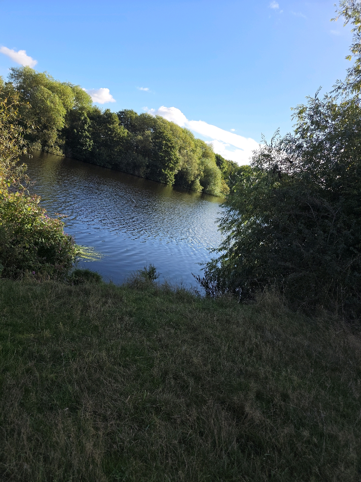 A wide-angle shot captures a tranquil river scene under a bright blue sky dotted with sparse white clouds. Lush green trees line the left bank of the river, their branches reaching out towards the water. The water itself is a deep blue, with gentle ripples reflecting the sunlight. On the right side of the frame, dense foliage and tree branches partially obscure the view, creating a sense of natural enclosure. In the foreground, a grassy bank slopes down towards the river, its dry blades hinting at a late summer or early autumn setting. The overall impression is one of peaceful natural beauty. This scene is likely located in the city of Stockton-on-Tees, United Kingdom, possibly along the River Tees, known for its picturesque riverside landscapes.