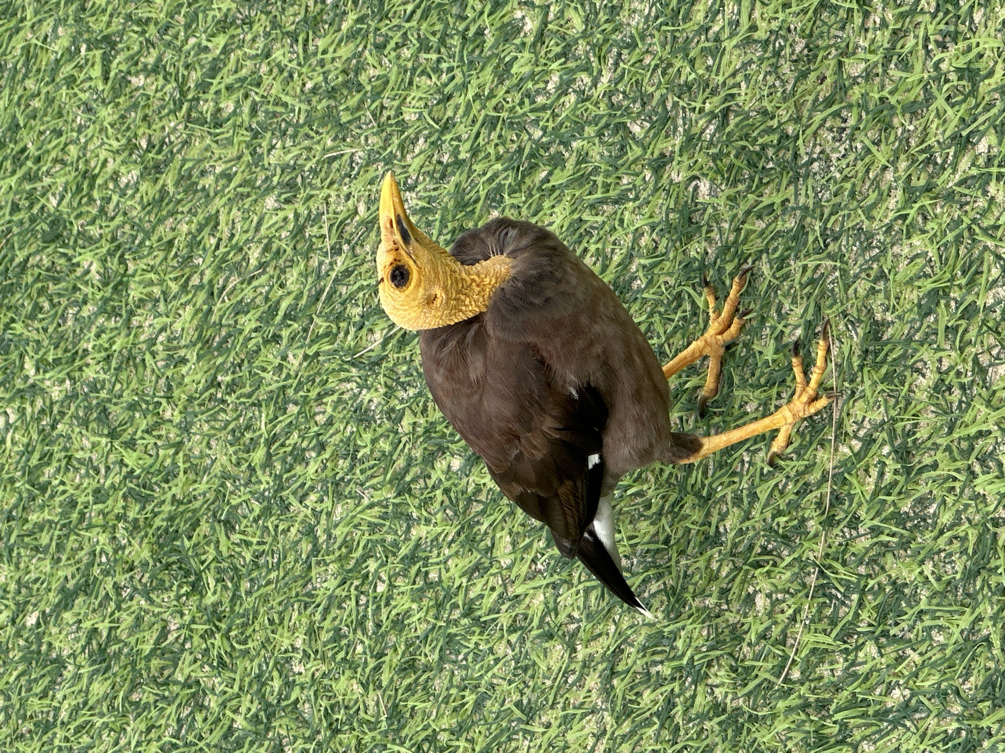 A single bird with brown plumage, a yellow neck and head, and orange legs stands on a patch of artificial green grass. The bird is facing to the right of the frame, with its head turned slightly upwards and to the right. Its beak is yellow. The bird's tail feathers are black with white markings. The artificial grass appears to be a light green color with some darker green streaks, and a sandy or light brown substrate is visible underneath. The overall lighting suggests a bright, outdoor environment, likely during the daytime. The scene does not contain any people or recognizable city landmarks that would specifically place it in Karon, Thailand.