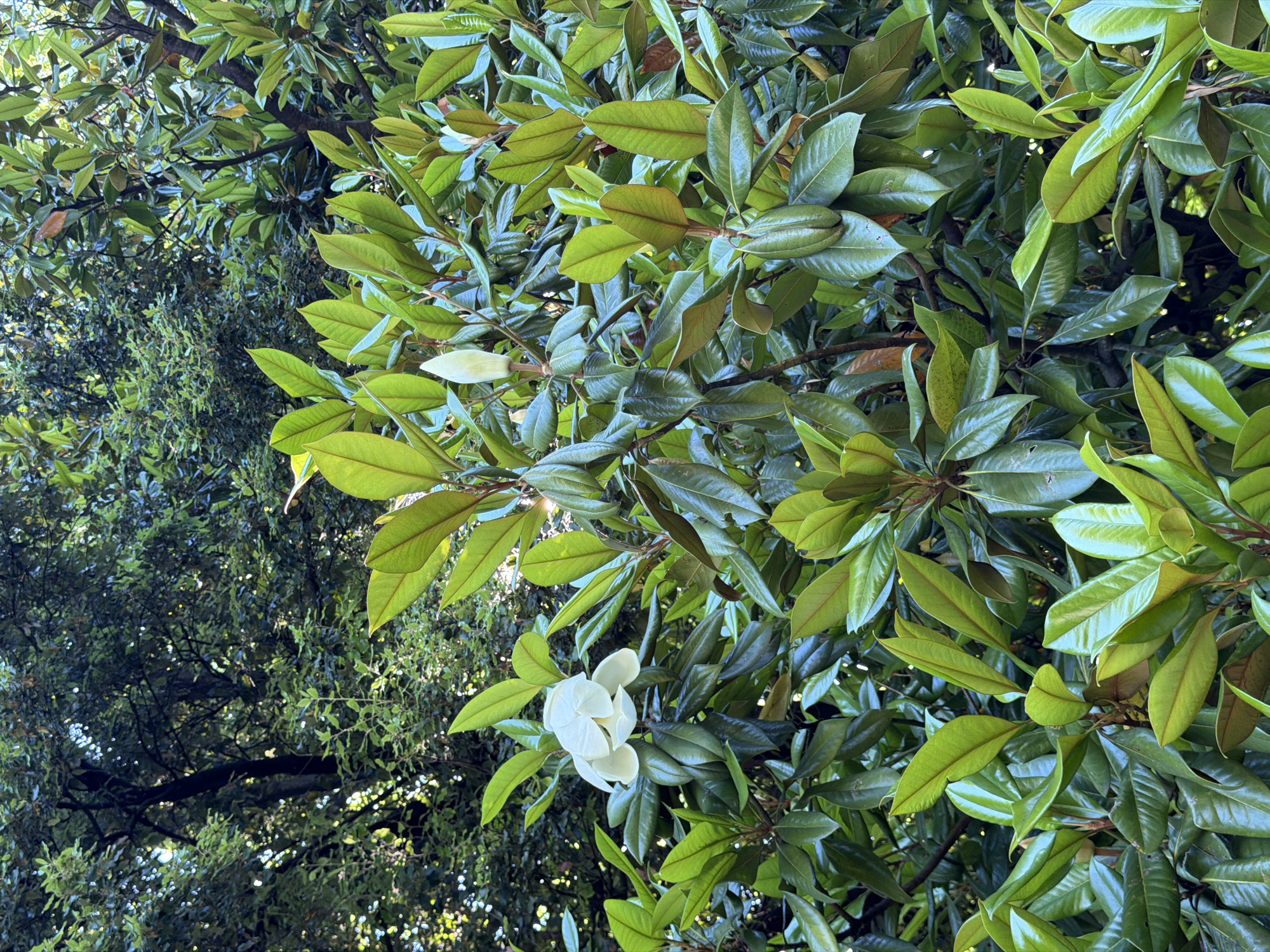 A close-up, eye-level shot shows a blooming Southern Magnolia tree with a white flower and a bud against a backdrop of lush green foliage and dappled sunlight. The image was taken in the city of Sirius, Russia. The foreground features several glossy, dark green leaves, some with hints of reddish-brown undersides. A single, large white magnolia flower with multiple petals is prominently displayed on the left side of the frame, its petals slightly curled. To the right of the flower, a white magnolia bud, encased in fuzzy sepals, stands upright. The background is a dense canopy of leaves, with the sunlight filtering through, creating bright spots and darker shadows. No people or animals are visible in the scene.