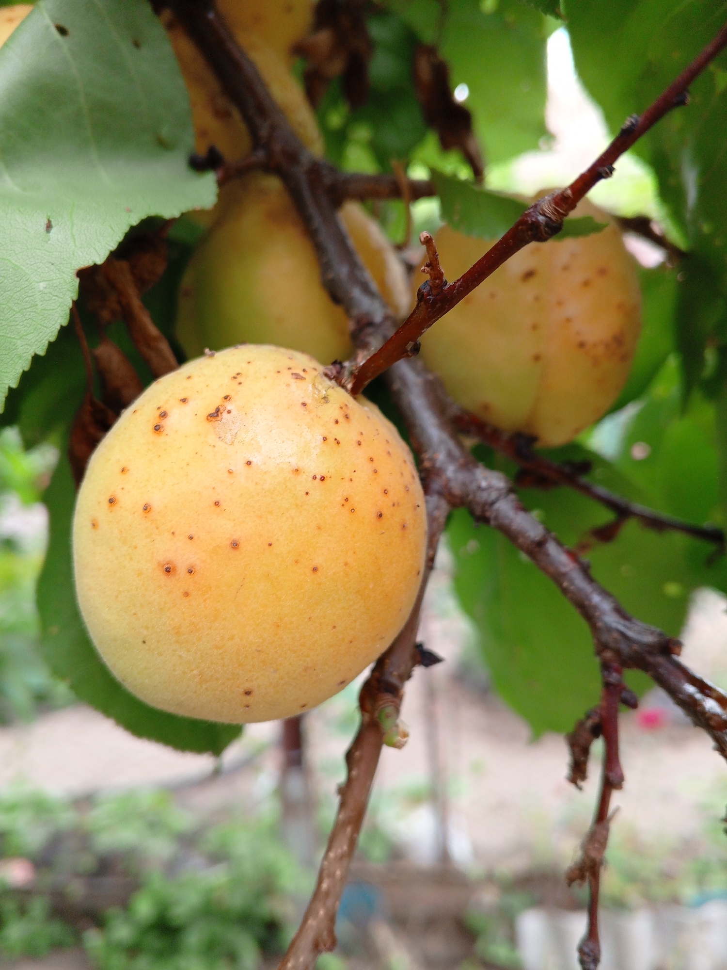 This is a close-up, eye-level, outdoor photograph of a branch with ripening fruit, likely apricots, on a tree. The fruit is a pale orange-yellow color with small, dark speckles. One piece of fruit is in sharp focus in the foreground, while other fruits and green leaves are present but out of focus in the background. The branch is dark brown and appears somewhat gnarled. The background is a blur of green foliage and a lighter, indistinct area that may be ground or sky. The scene is natural and appears to be in a rural or garden setting. There are no people or human-made objects clearly visible. The image does not provide specific visual cues to pinpoint a location within Marhanets, Ukraine.