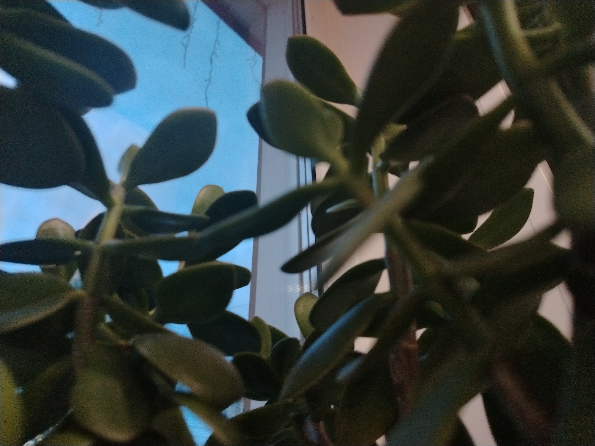 The image shows a jade plant (Crassula ovata) close to a window. The plant has thick, succulent leaves and stems. The background visible through the leaves includes a bright blue sky and part of the window frame. The location is Unknown, Unknown.