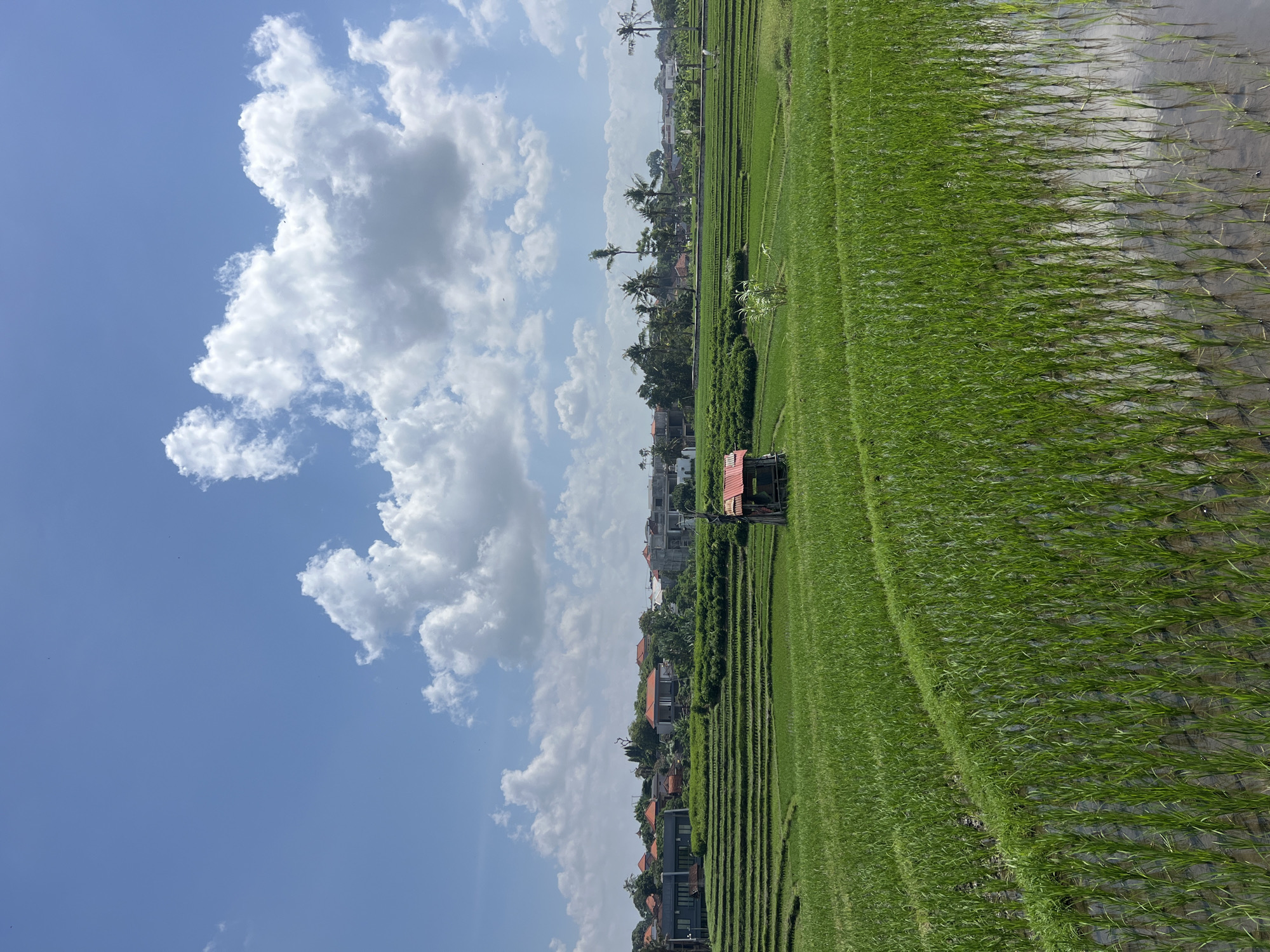 The image shows a rural landscape in Mengwi, Indonesia, featuring vibrant green rice terraces under a bright blue sky with scattered white clouds. In the foreground, young rice plants stand in flooded paddies, reflecting the sky. A small, rustic wooden hut with a red roof is situated in the middle ground of the rice fields. Behind the terraces, a cluster of houses with red roofs and modern buildings are visible, surrounded by lush vegetation and palm trees. The scene depicts a peaceful agricultural setting with signs of a developing community.