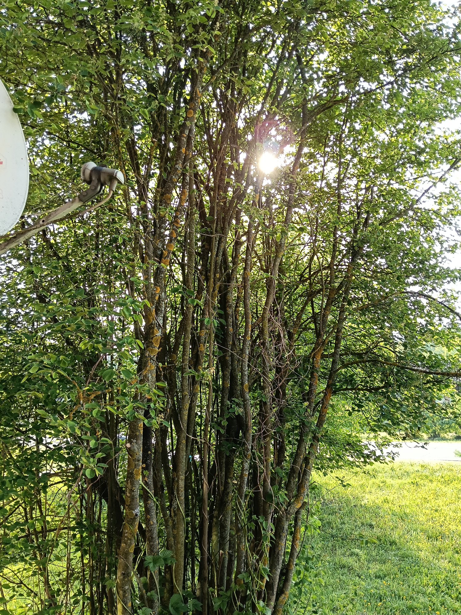 The image depicts a stand of thin trees with green leaves, back-lit by sunlight. Some of the tree trunks have lichen growth. A satellite dish is visible on the left side of the frame, partially obscured by foliage. The trees are situated in a grassy area, possibly a yard or field. The photograph may have been taken in Красный Маяк, Russia.