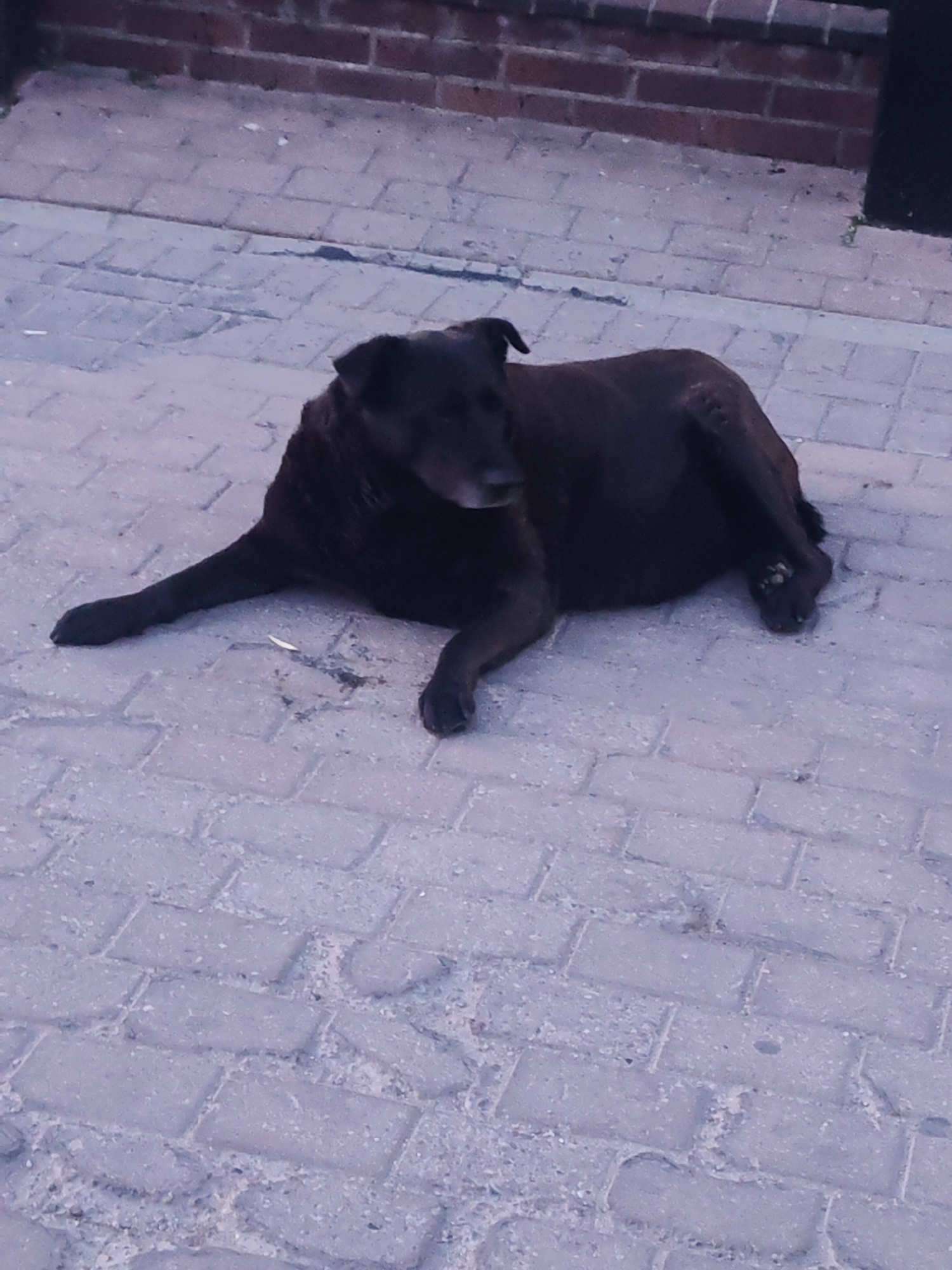 A black dog is the central subject of the image, lying calmly on a paved surface. The dog is of a medium to large size, with dark, possibly black or very dark brown fur. Lighter, potentially graying fur is visible around its muzzle and chin, suggesting an older animal. Its front paws are extended forward, while its hind legs are tucked beneath its body, indicating a relaxed posture. The dog is looking to the viewer's left, away from the camera, with a tranquil expression.
The setting appears to be outdoors, likely an urban or suburban area. The ground consists of light-colored, rectangular interlocking pavers or cobblestones, consistent with a sidewalk or pedestrian path. Some debris and dirt are visible between the paving stones. In the background, above the dog, there is a low brick wall constructed from reddish-brown bricks. The lighting is soft and diffused, with no strong shadows, suggesting either an overcast day or the softer light of early morning or late afternoon. The overall atmosphere is quiet and serene. There is no visible text in the image.