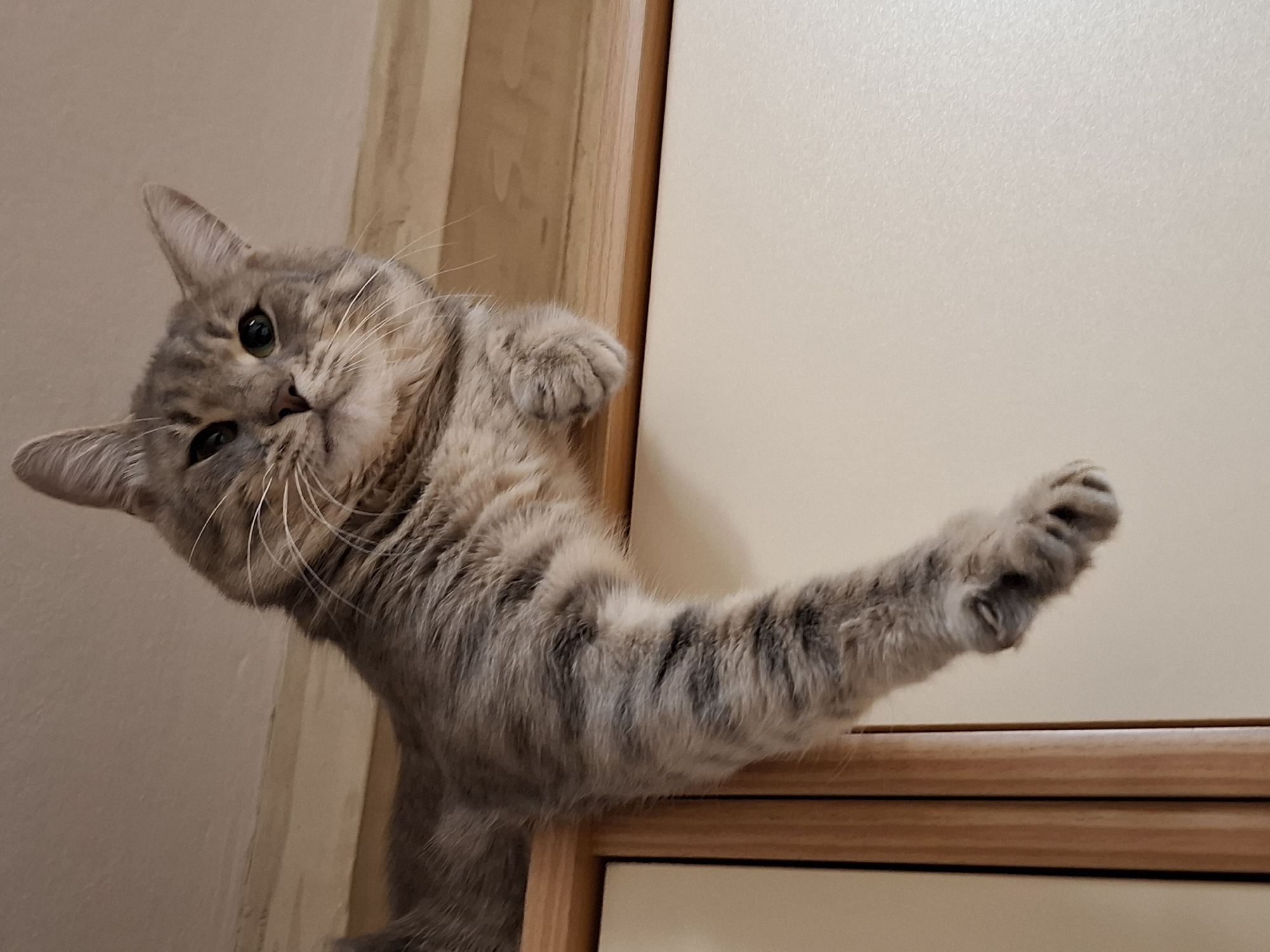 The image captures a grey tabby cat looking directly at the viewer with an inquisitive expression. The cat's head is tilted to its left, and its large green eyes are wide open, conveying alertness and curiosity. Its prominent white whiskers fan out from its snout. The cat's fur displays distinct tabby stripes in shades of grey and light brown. One of its front paws is extended forward and slightly upward, as if playfully reaching out or balancing on an unseen edge.
The setting appears to be indoors. In the background, there is a light-colored wall or surface on the right, and a wooden frame or door jamb runs vertically down the center, separating the lighter area from a slightly darker, textured wall or surface on the left. The cat seems to be emerging from behind or peeking over this wooden structure. The lighting is soft and even, indicating an indoor environment, likely during daytime. There is no visible text in the image. The scene takes place in Novi Sad, Serbia.