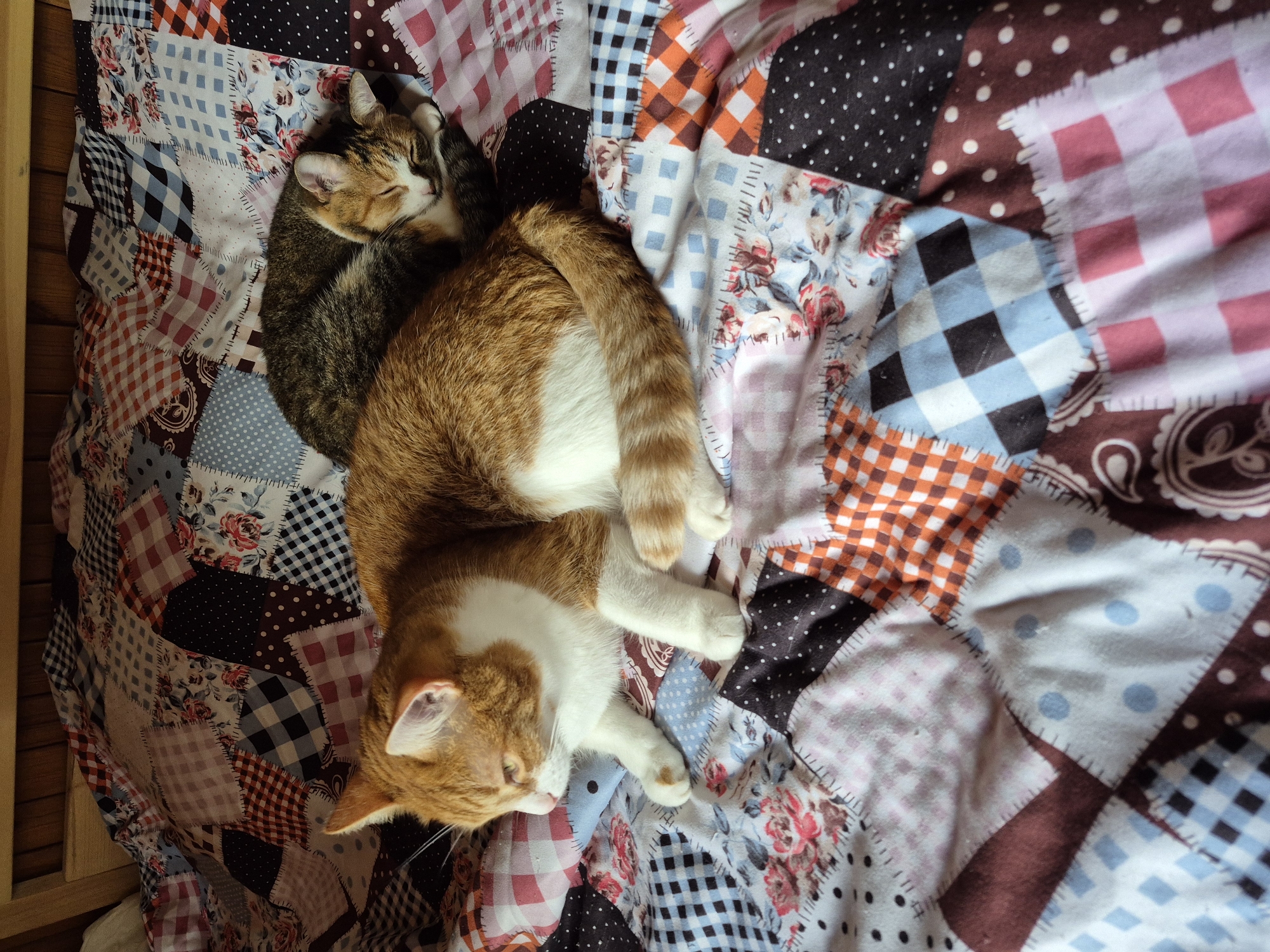 Two cats are resting on a colorful patchwork quilt on a bed, which is likely located in a residential setting in Зелёный Бор, Russia. The cat in the foreground is an orange and white tabby, lying on its side with its front paws extended. Its eyes are partially open, and it appears to be looking to the left. The second cat, a tabby with brown, black, and orange markings, is curled up asleep behind the first cat. The quilt features a variety of fabric patterns, including floral prints, polka dots, checks, and plaid. The background shows the wooden headboard of the bed.