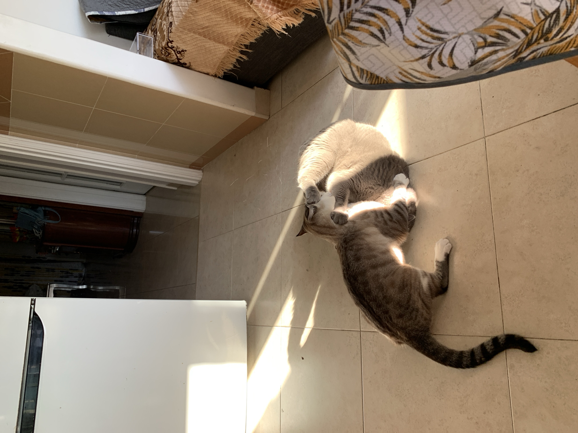 The image depicts two cats interacting on a tiled floor within an indoor environment. One cat, a tabby, is positioned on the left, facing towards the right. The second cat, a lighter color, is curled up on the right. Sunlight streams in from an unseen window, casting strong shadows across the floor and highlighting the cats. In the background, a white refrigerator is visible on the left. To the right, a wall tiled with beige squares is present, and further to the right, a piece of furniture draped with a patterned fabric is partially visible. The scene appears to be a domestic setting. The location is not specified within the image or crops, but it is stated to be in Odivelas, Portugal.