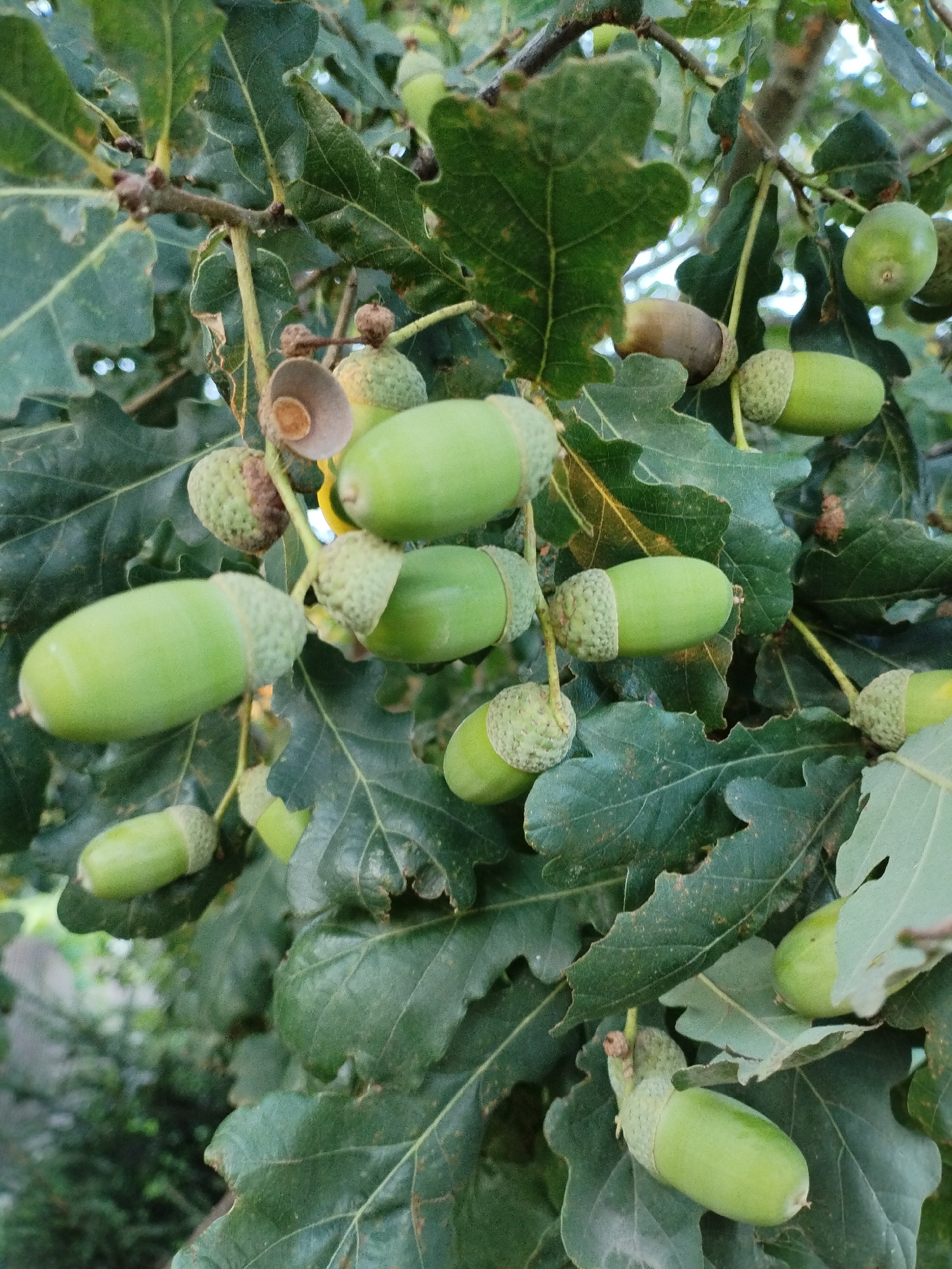The image shows a close-up view of a branch of an oak tree heavily laden with green acorns, some still attached to their caps. The acorns are oval-shaped and range in size. They are nestled among the large, lobed leaves of the oak tree, which are a deep green color and show some signs of browning or damage on their edges. The lighting suggests it is daytime, with sunlight filtering through the leaves. The background is a blur of more greenery and some lighter areas, possibly indicating the sky or other foliage further away. There are no people or animals visible in the image. The scene depicts a natural environment, specifically an oak tree in autumn or late summer, bearing fruit. The location is the city of Bialynichy, Belarus.