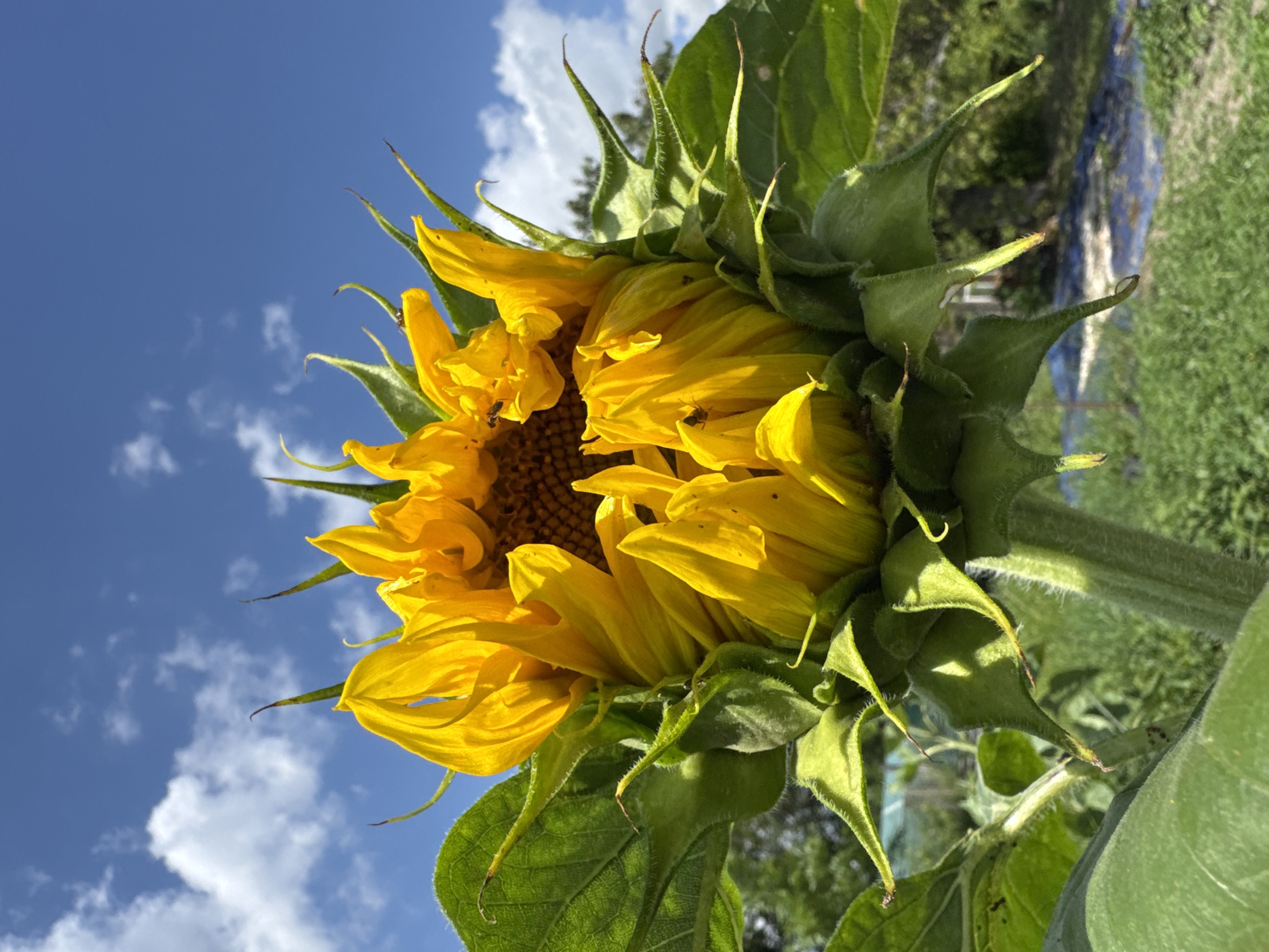 A close-up, low-angle shot captures an unopened sunflower against a bright blue sky with scattered white clouds. The sunflower's vibrant yellow petals are tightly furled, with hints of its brown center peeking through. Its green sepals and stem are covered in fine hairs, and several small insects, likely flies or small beetles, are visible on the petals and sepals. The background consists of blurred green foliage and a hint of a blue tarp on the ground, suggesting an outdoor, possibly garden setting. The image is taken in Zassovskaya, Russia.