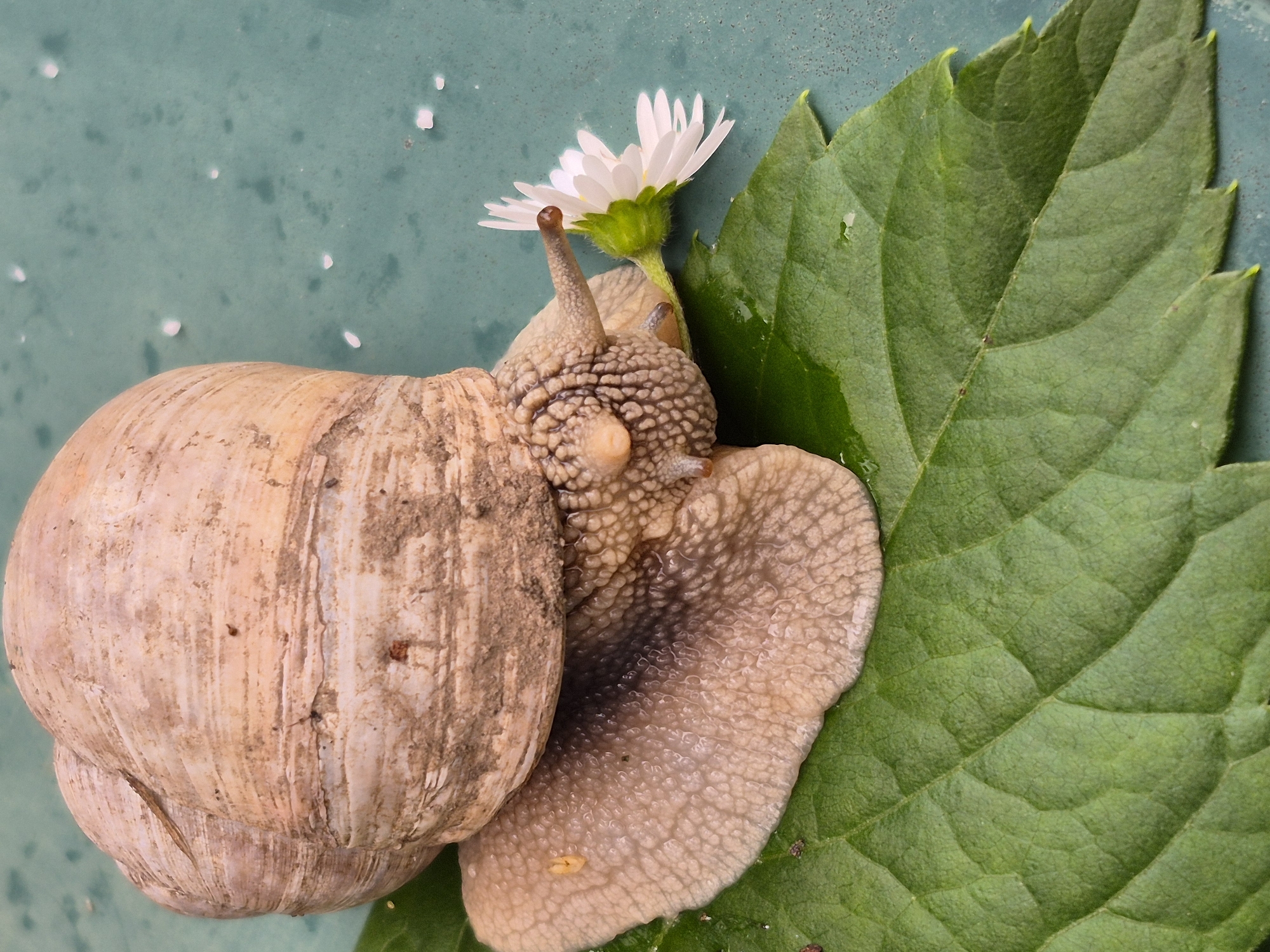 This is a close-up, top-down shot of a snail on a green surface with a large green leaf. The snail is the primary subject, positioned in the center of the frame. It has a large, coiled shell that is light brown and textured with vertical ridges, appearing somewhat dry and gritty. The snail's body is a pale, fleshy color with a bumpy, textured appearance. Two eye stalks are visible, extending upwards from its head, one of which is tipped with a tiny white flower, possibly a daisy. The flower has delicate white petals and a green base. To the right of the snail is a large, vibrant green leaf with prominent veins and a serrated edge. The background is a solid, muted teal color with a few small, out-of-focus white speckles. The lighting is bright, suggesting daytime, and the overall mood is naturalistic and detailed, focusing on the intricate textures of the snail and the leaf. There is no visible text in the image.