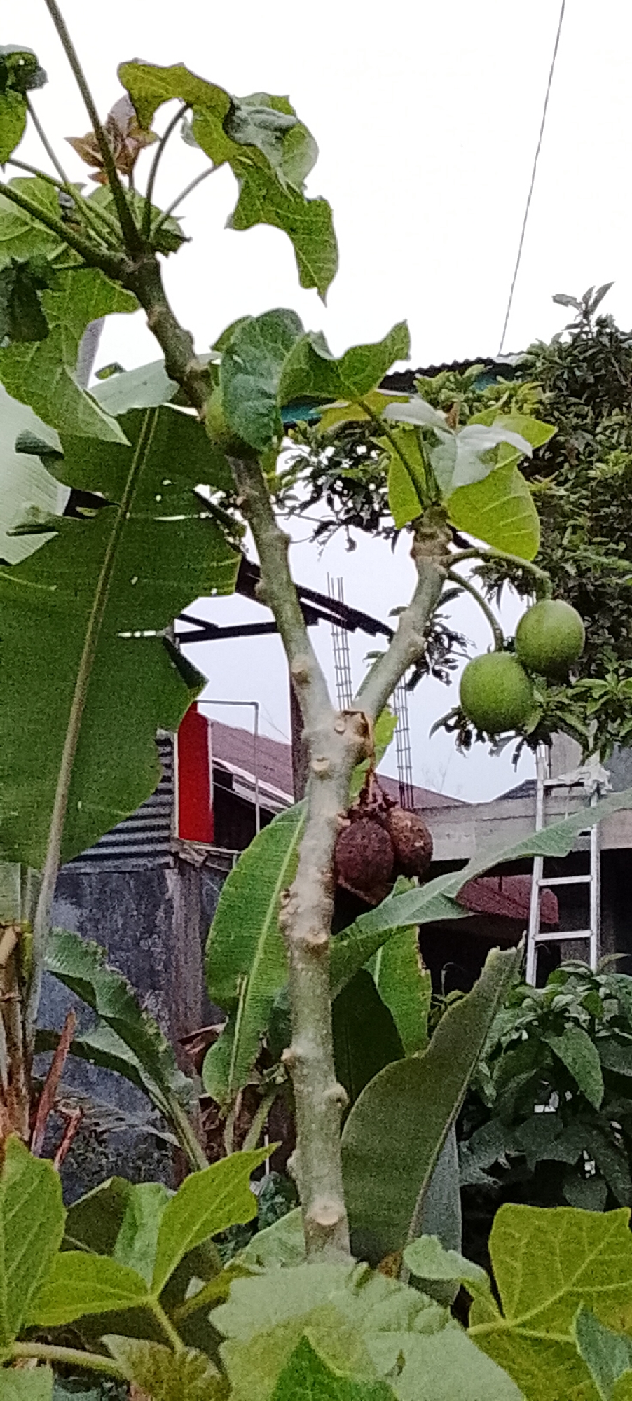 In Padang Dalom, Indonesia, a close-up shot focuses on a plant with green, lobed leaves and a thick, light brown trunk. Three brown, shriveled fruits hang from a branch, appearing dried out. To the right, two round, green fruits are visible on another branch. In the background, a red rectangular structure is partially obscured by a corrugated metal wall. A metal ladder is also present, leaning against a structure in the distance. The sky is overcast and white.
