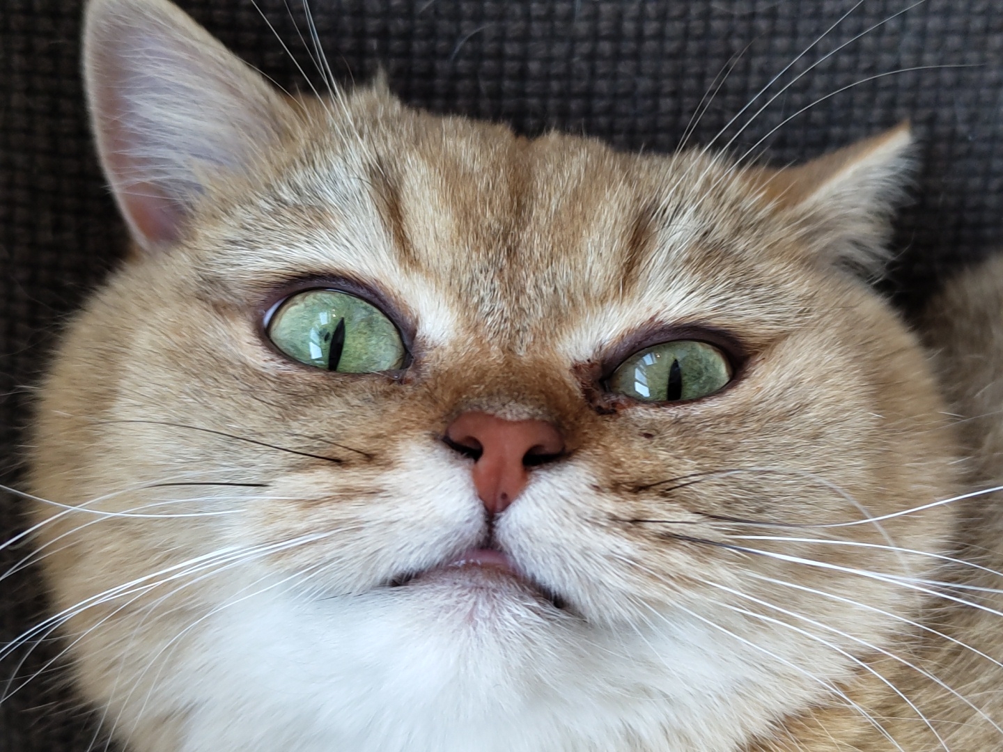 The image is a close-up, overhead shot of a cat's face. The cat is lying on its back and is facing upwards. Its fur is a mix of light brown and white. The cat has bright green eyes and a pink nose. The background is dark and textured, appearing to be a piece of furniture or fabric. There is no indication of location in Krasnodar, Russia.