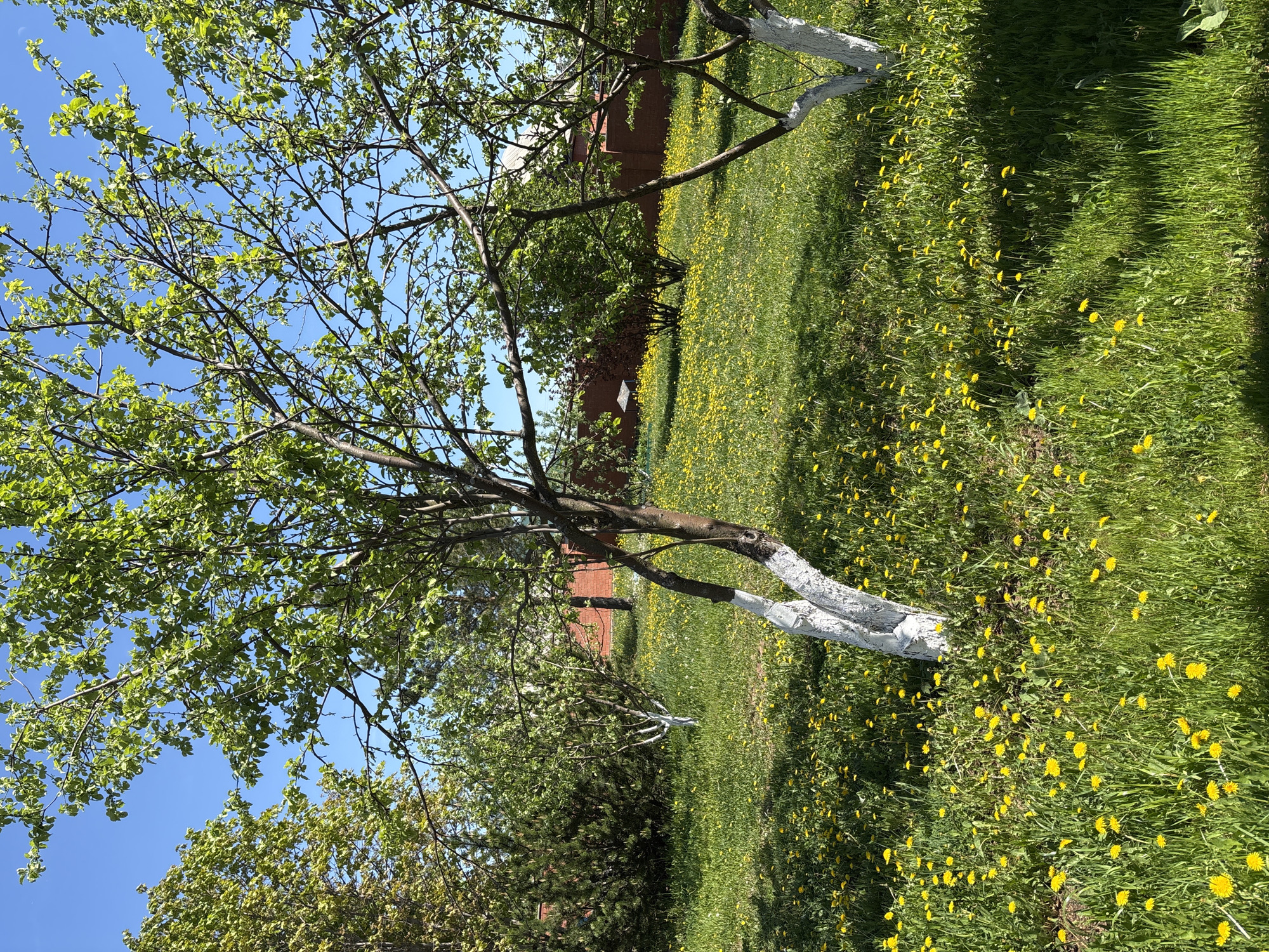 A ground-level, full shot reveals a landscape in Ферма, Russia, featuring a lush green lawn peppered with vibrant yellow dandelions. Two trees stand in the frame, their lower trunks painted white. The tree on the left is adorned with budding green leaves. In the background, a brick building and additional greenery can be seen under a clear blue sky.