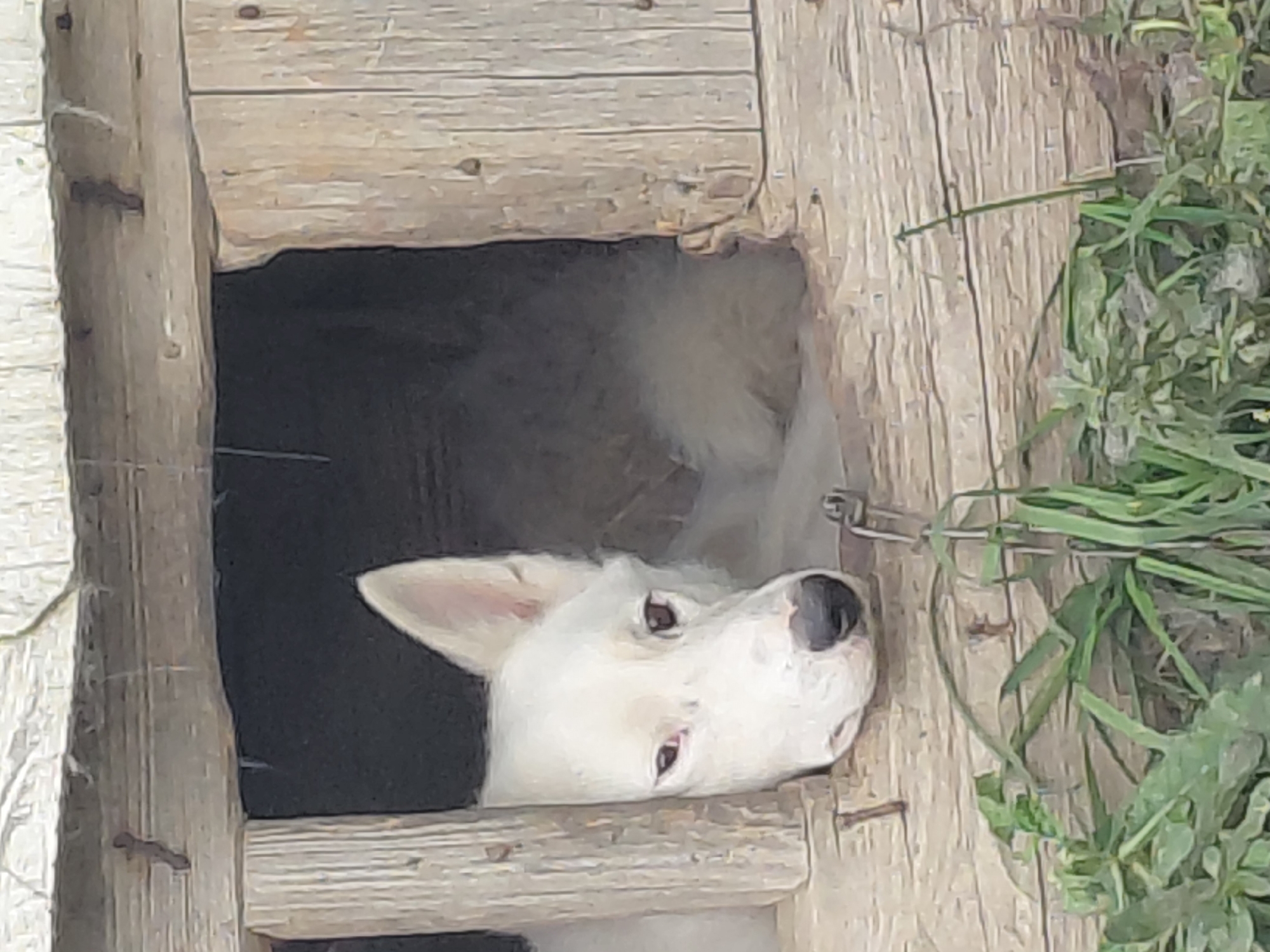 A white dog is visible peering out of a wooden doghouse. The doghouse appears to be constructed from rough, weathered wood, with planks forming the walls and roof. Green grass and foliage are present in the foreground, partially obscuring the lower portion of the doghouse. The scene is set in Malinovka, Russia.