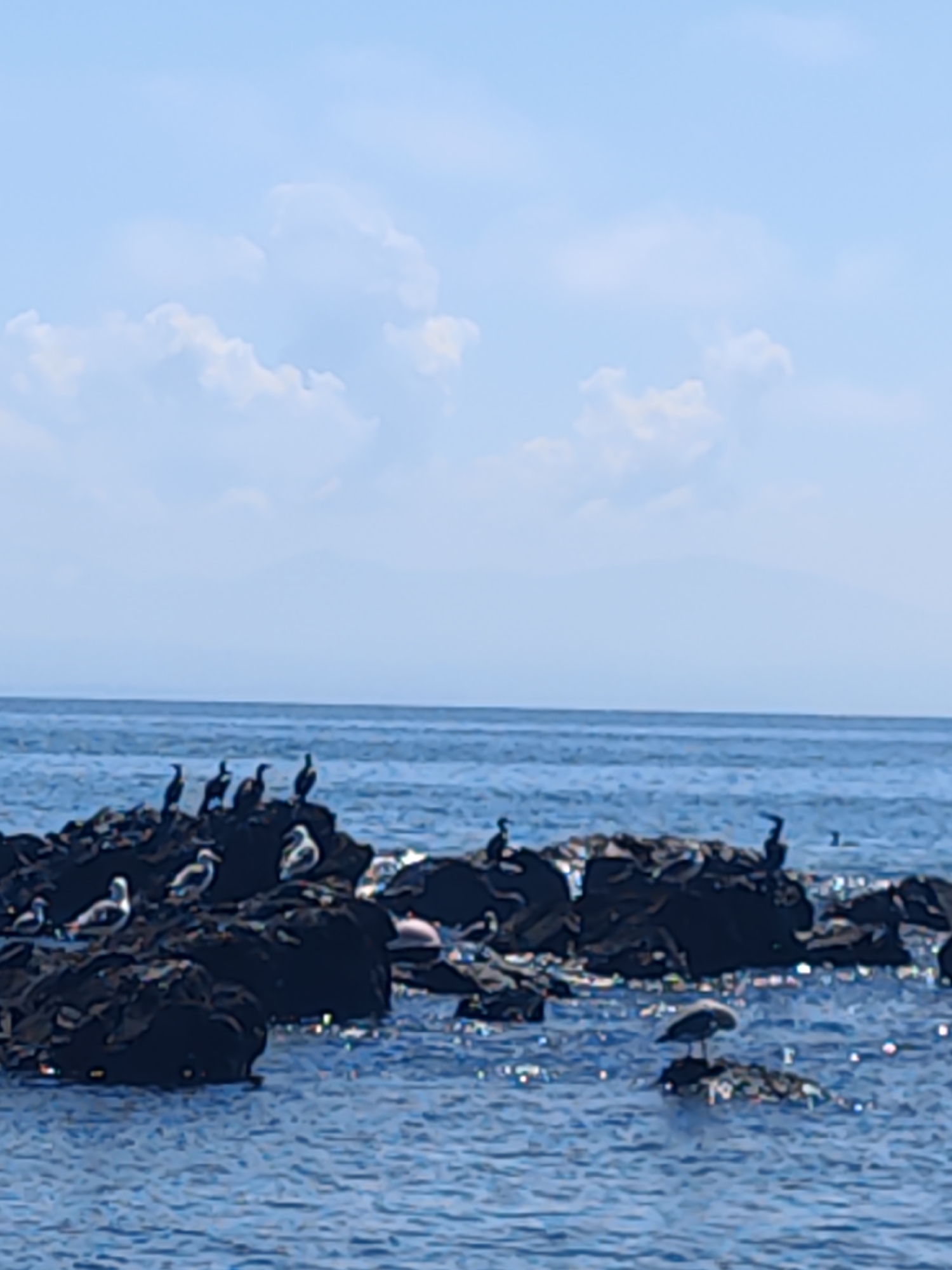 A wide shot captures a serene seascape with a clear blue sky dotted with soft white clouds. The ocean, a deep blue, meets the horizon where distant, faint mountains are visible. In the foreground, a cluster of dark, rugged rocks emerges from the water. Perched on these rocks are several birds. On the left, a group of dark, slender birds stand together. Towards the center and right, some of these birds are black, while others appear to be white with black markings, possibly gulls. Further to the right, a solitary larger bird, possibly a heron, stands on a smaller rock in the water. The water around the rocks is disturbed, with small ripples and glints of light reflecting off its surface. There are no people or man-made structures visible in this natural scene. The location is not identifiable as Vladivostok, Russia from the image provided.