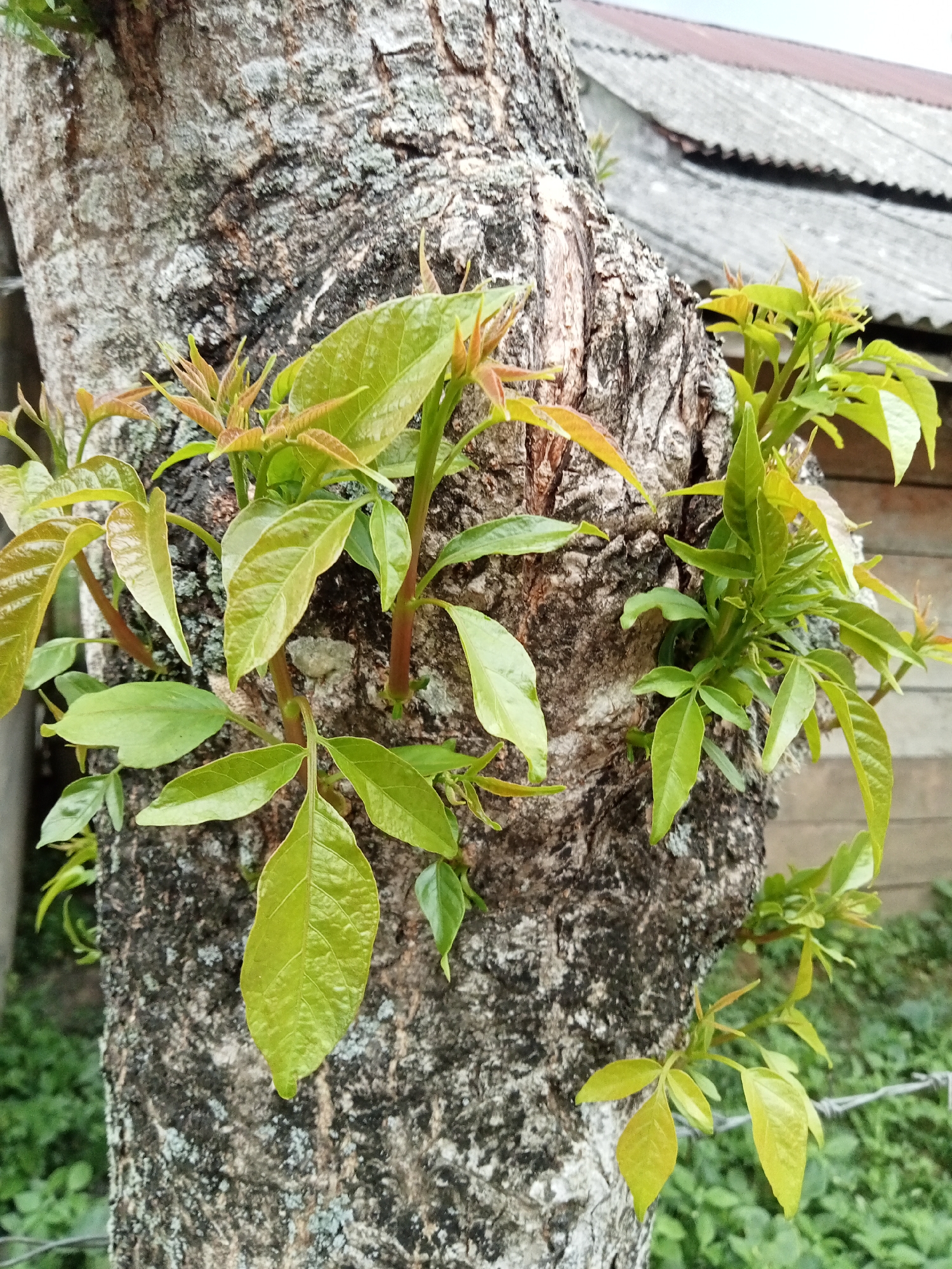 This is a close-up, eye-level, outdoor photograph of a tree trunk with new growth. The tree bark is rough and textured with patches of gray and dark brown. Several clusters of bright green leaves, some with reddish-brown tips, are emerging from the trunk. The background is slightly out of focus, showing a blurred wooden structure and a corrugated roof, indicative of a residential area. The overall scene suggests a natural or semi-urban environment. The location is specified as Blangseureukuy, Indonesia.